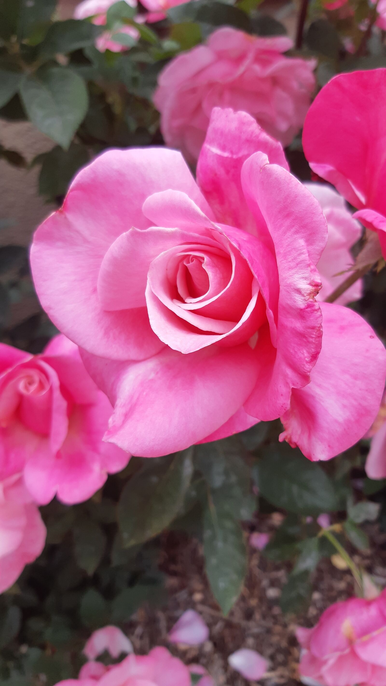 Samsung Galaxy A8(2018) sample photo. Rose, cluster, pink roses photography