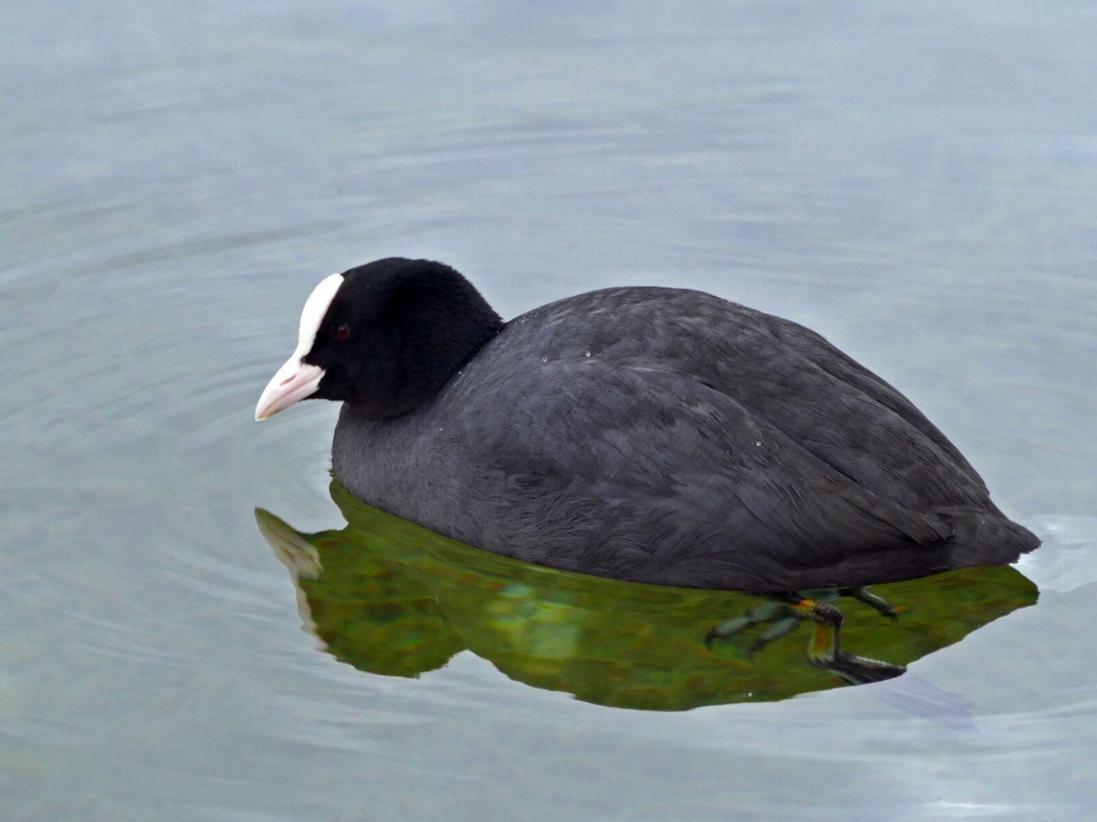 Panasonic Lumix DMC-FZ1000 sample photo. Coot, waterfowl, birds photography