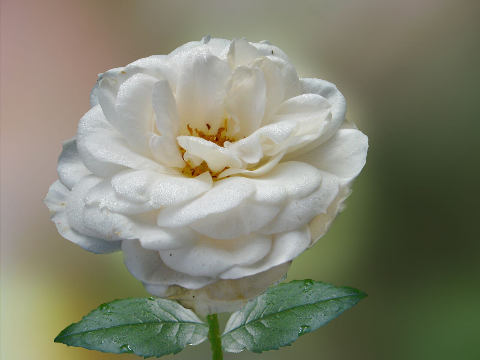 Sony DSC-T1 sample photo. Rose, white, white rose photography