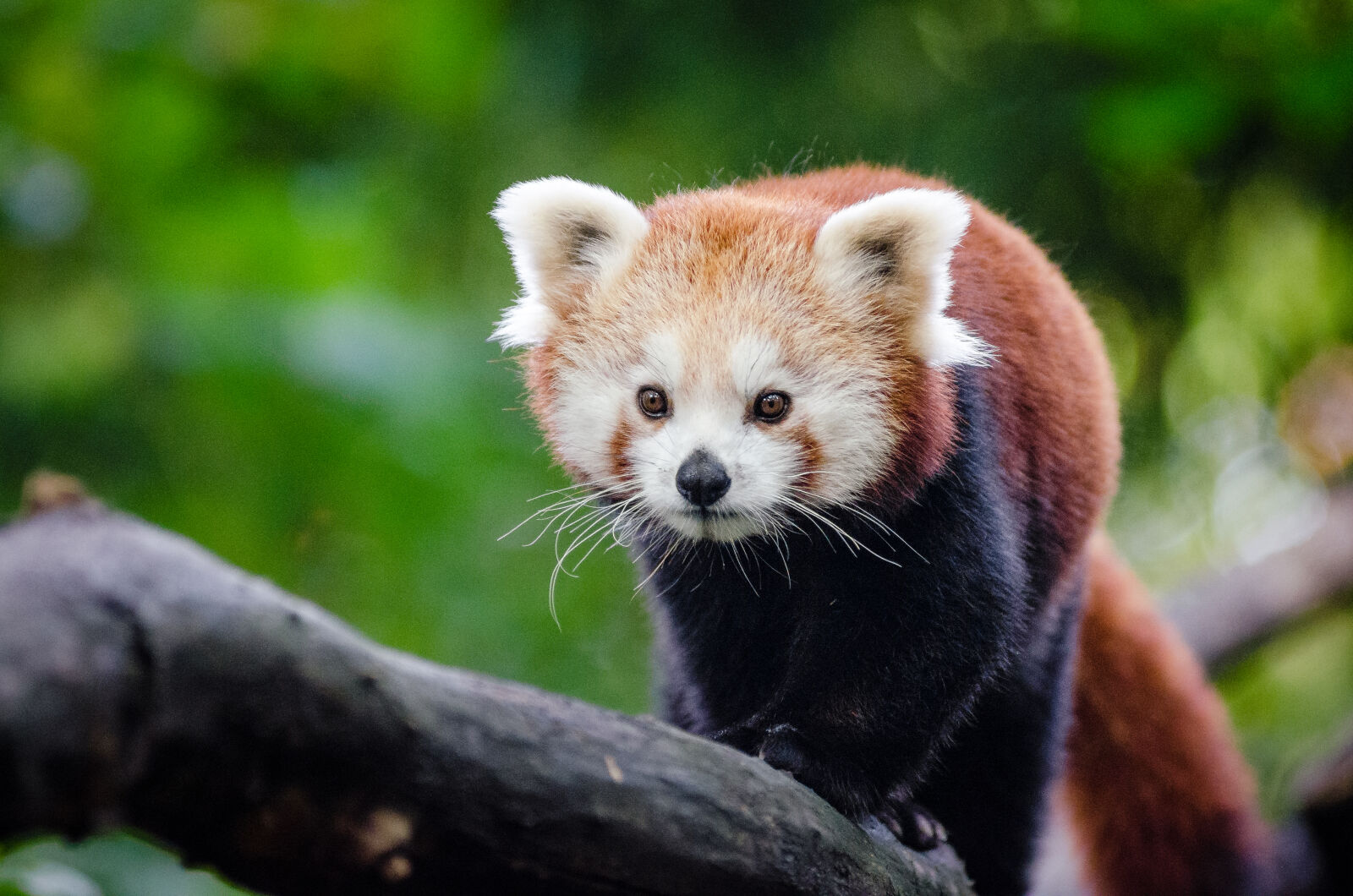 AF Zoom-Nikkor 80-200mm f/2.8 ED sample photo