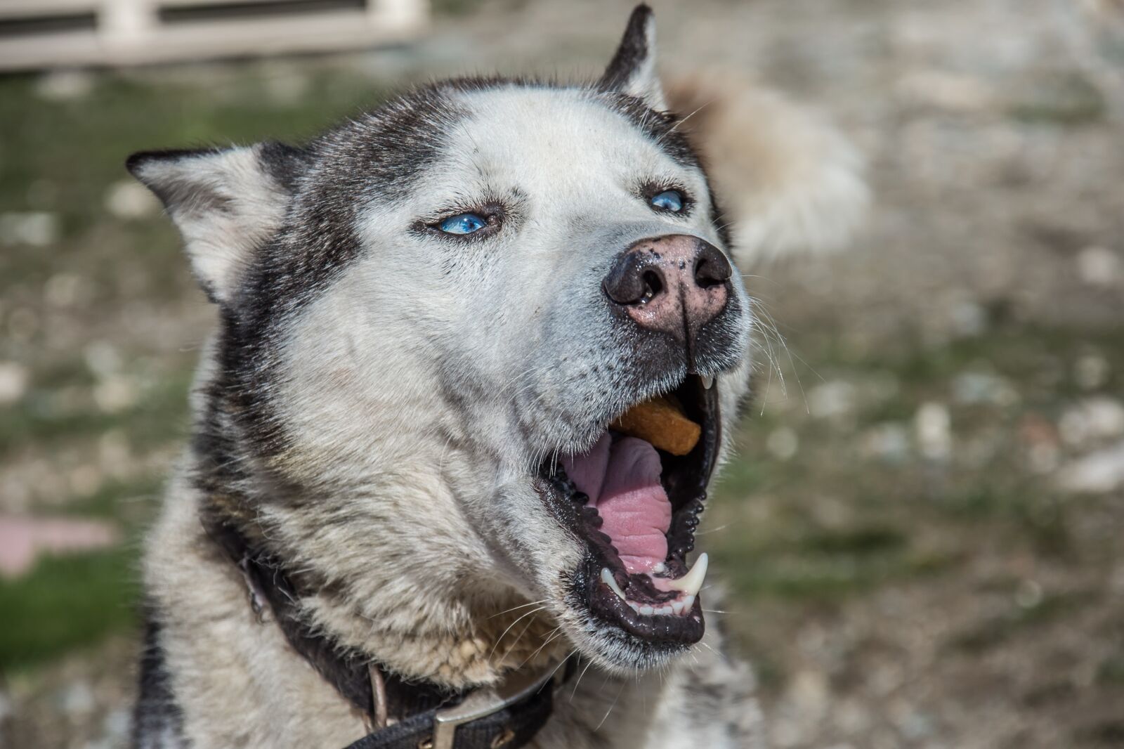 Nikon D7200 sample photo. Dog, huskey, pet photography