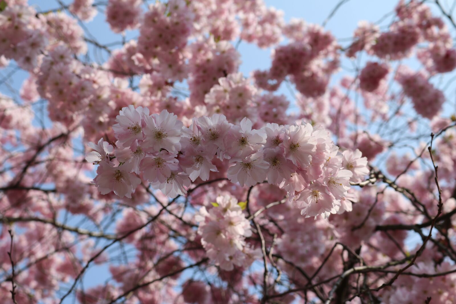 Canon EOS 750D (EOS Rebel T6i / EOS Kiss X8i) sample photo. Cherry blossom, landscape format photography