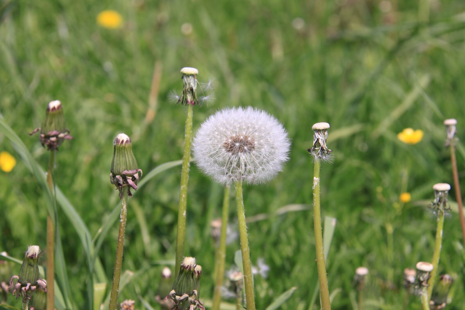 Canon EOS 50D sample photo. Dandelion, flower, meadow photography