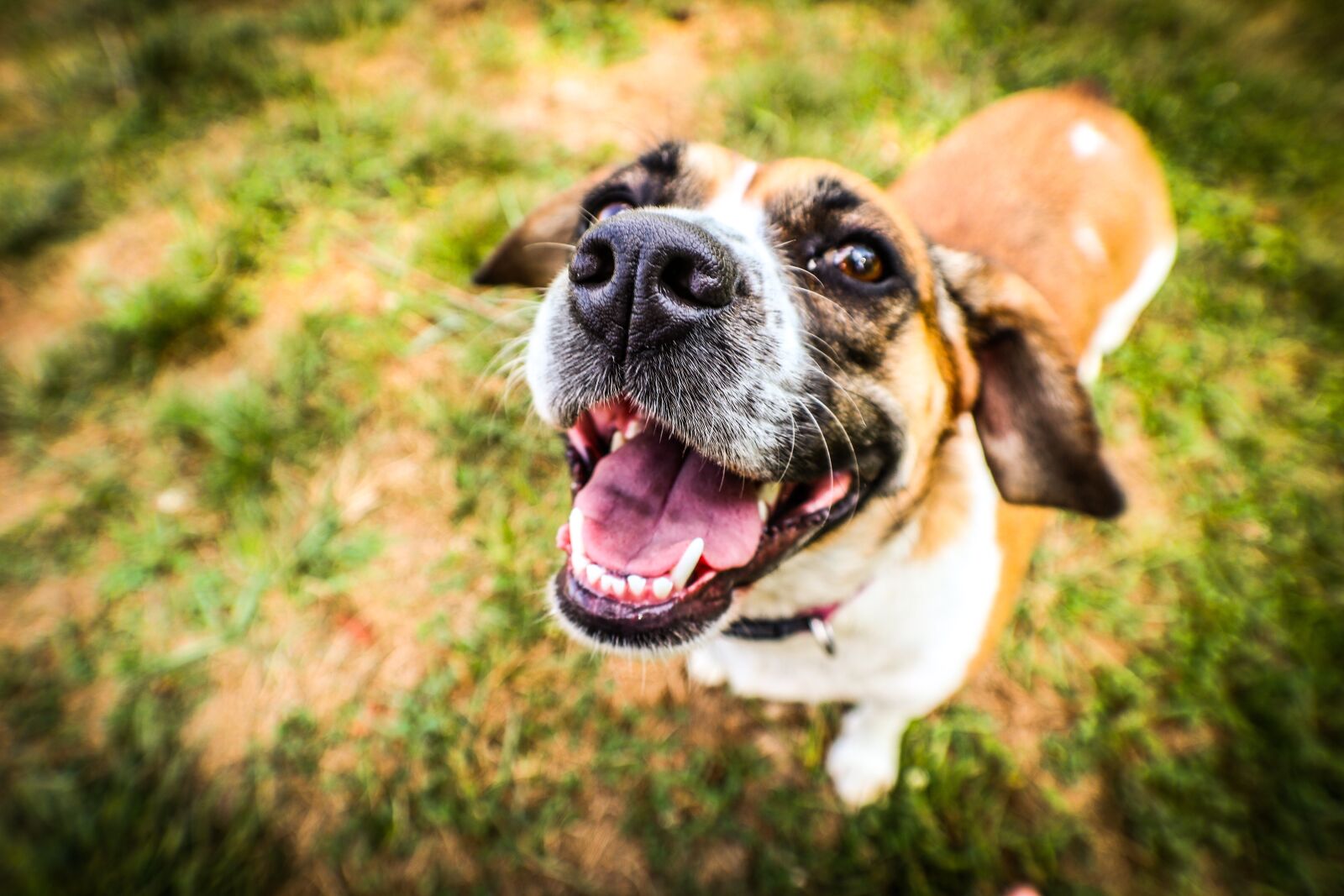 Canon EOS M6 + Canon EF-M 15-45mm F3.5-6.3 IS STM sample photo. Dog, happy, pet photography