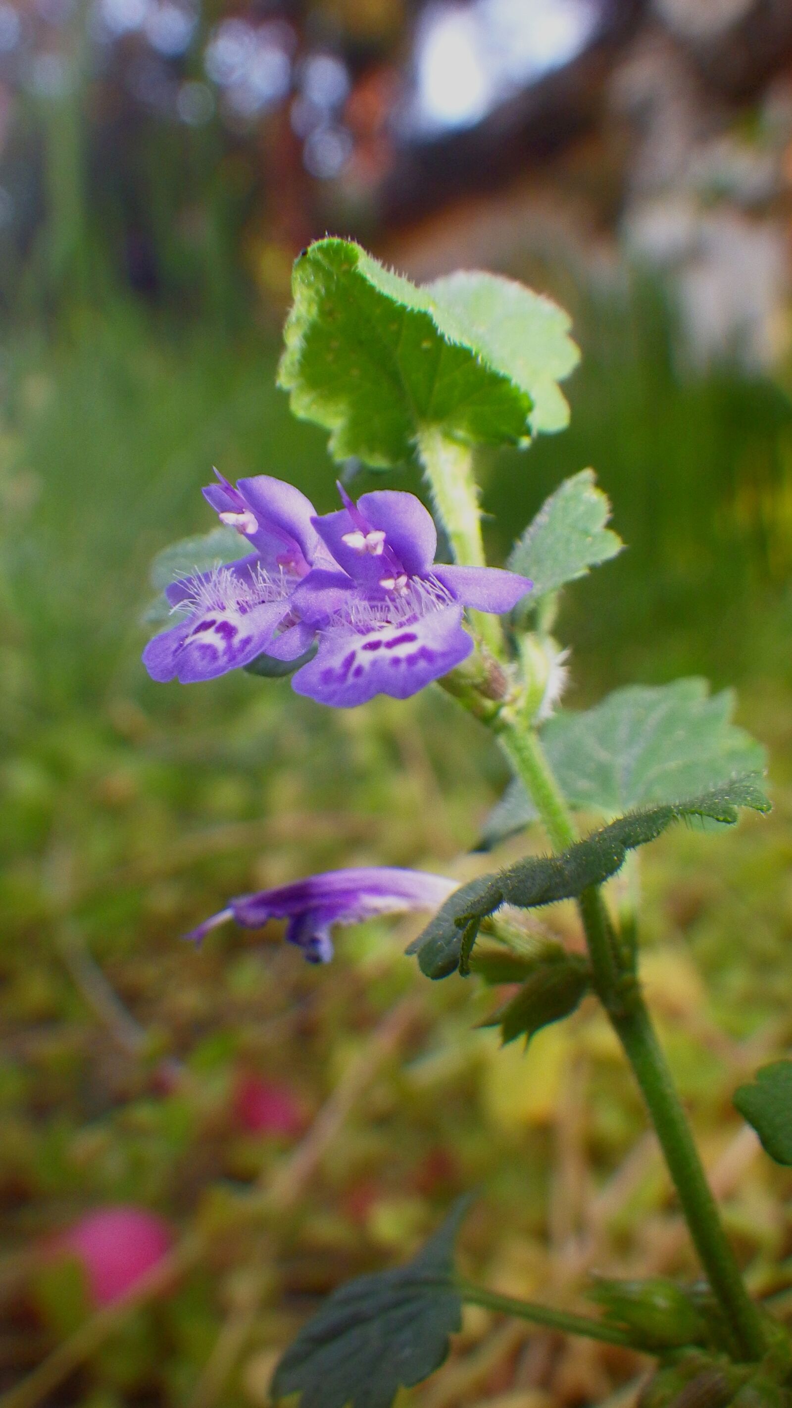 Pentax Optio WG-2 sample photo. Nature, plant, flower photography