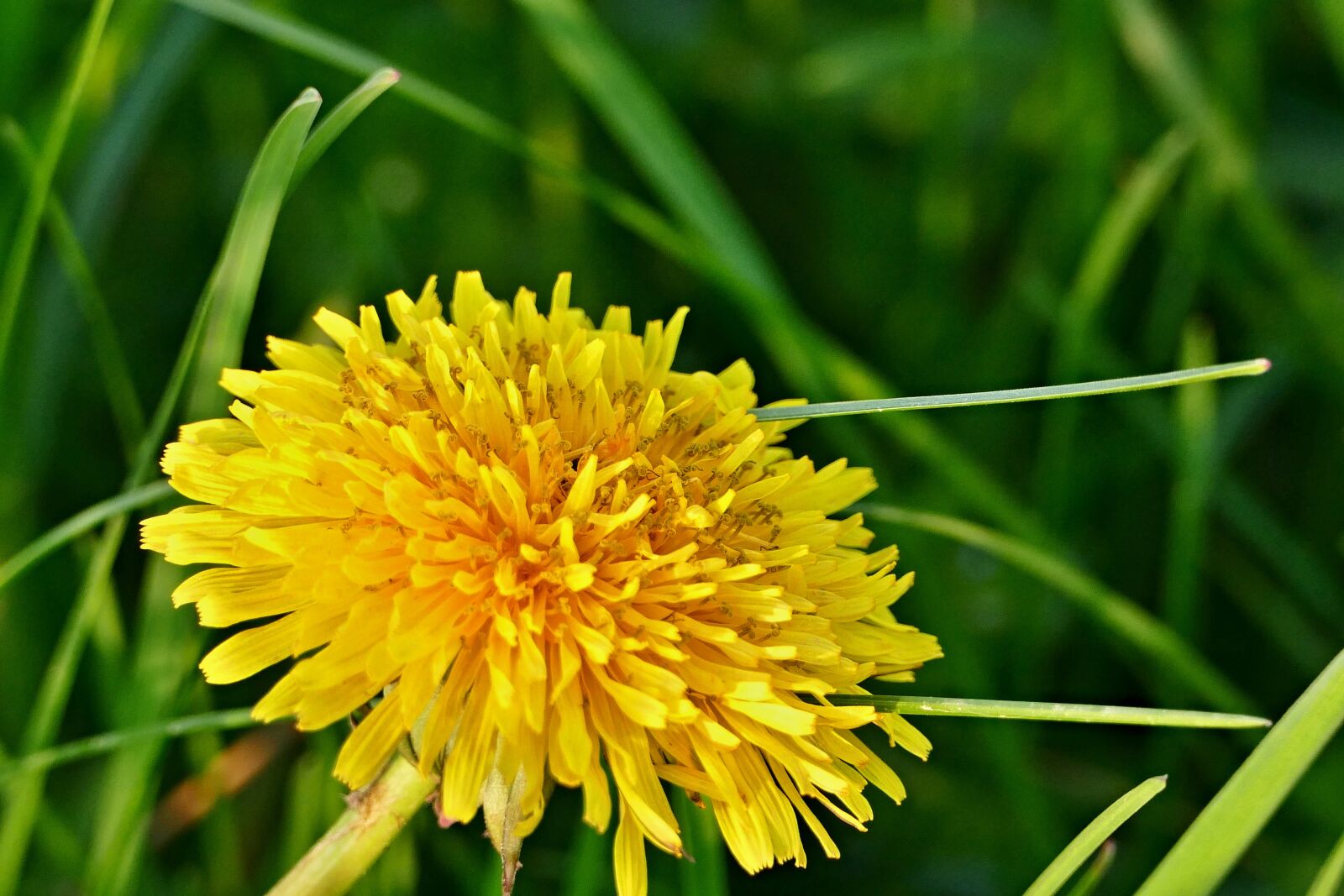 Panasonic Lumix DMC-FZ1000 sample photo. Dandelion, flower, meadow photography