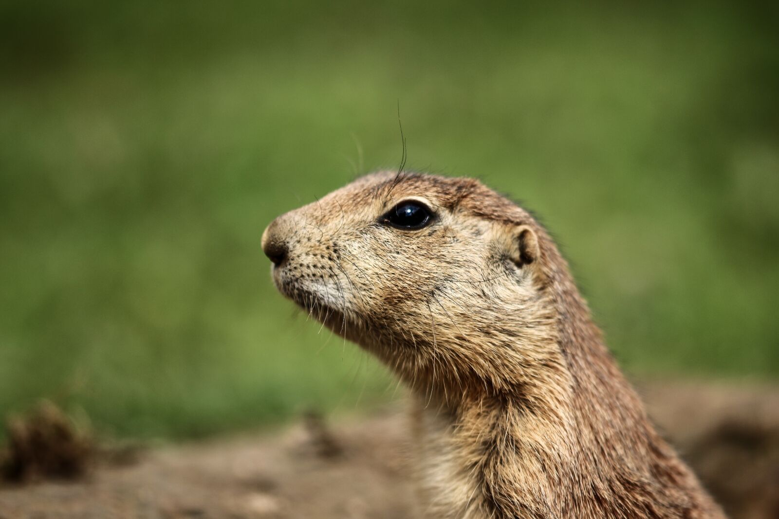 Canon EOS 700D (EOS Rebel T5i / EOS Kiss X7i) sample photo. Prairie dog, animals, zoo photography