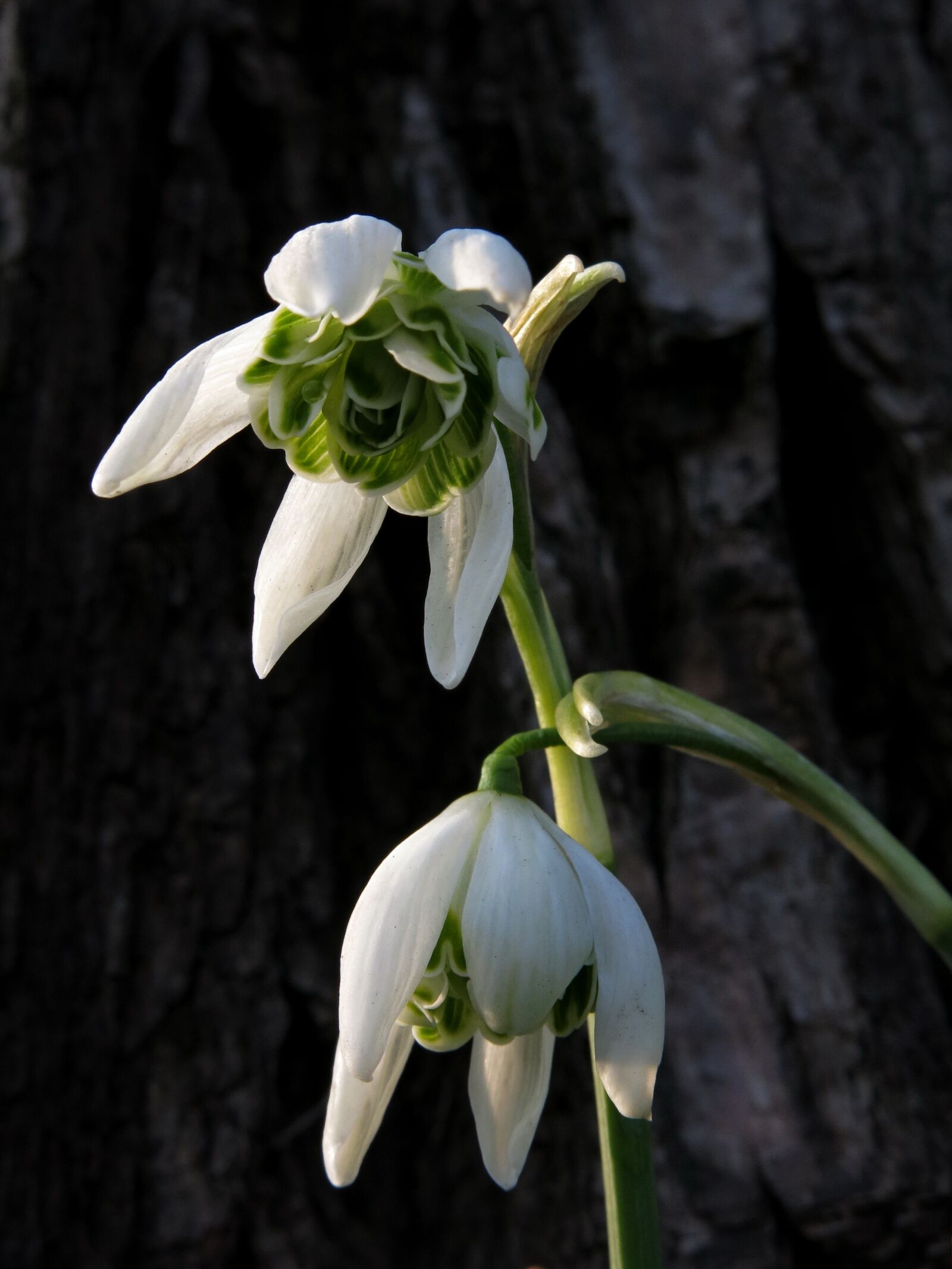 Canon PowerShot G15 sample photo. Snowdrop, filled snowdrops, white photography
