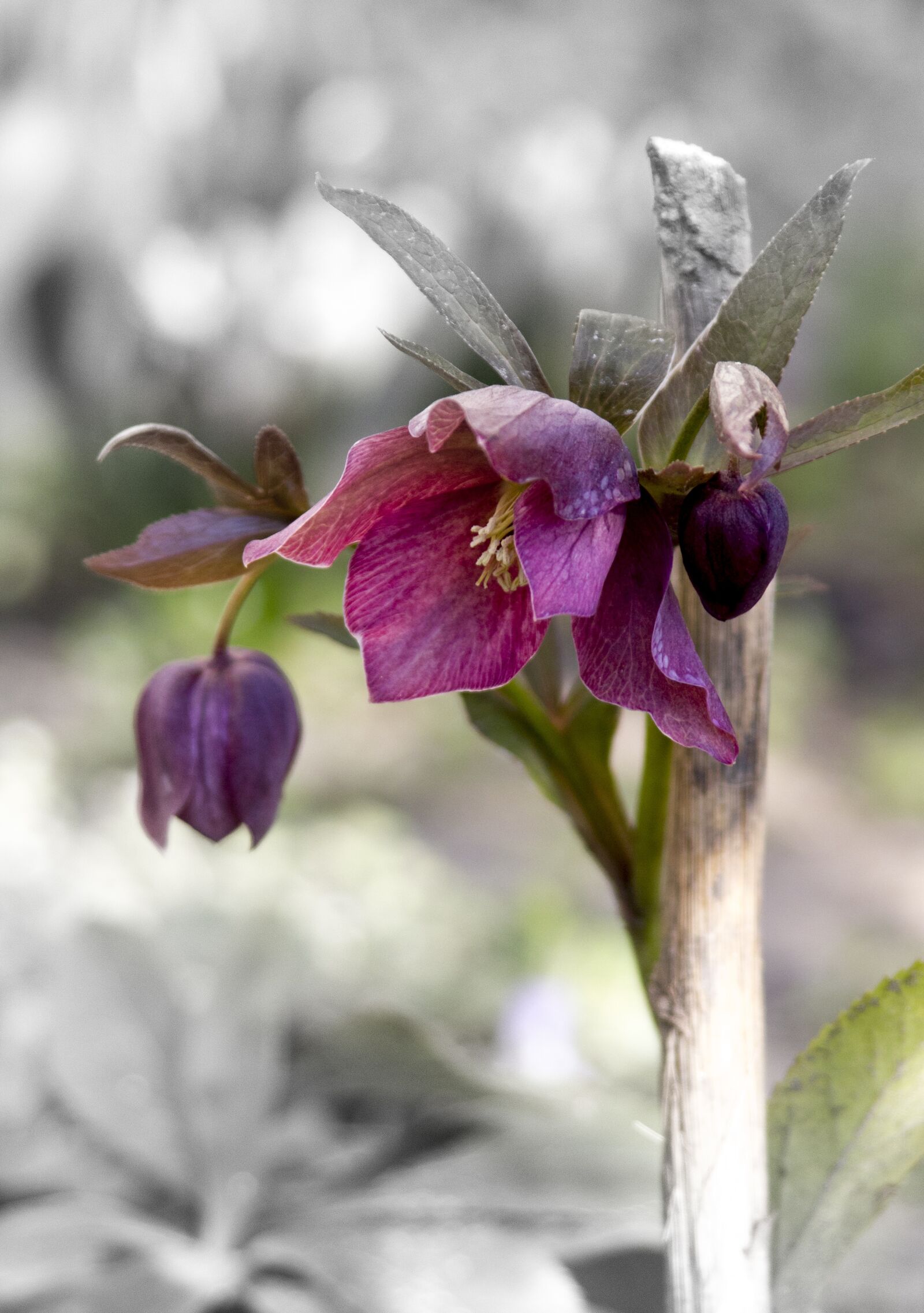 Canon EOS 550D (EOS Rebel T2i / EOS Kiss X4) sample photo. Flower, garden, hellebore photography