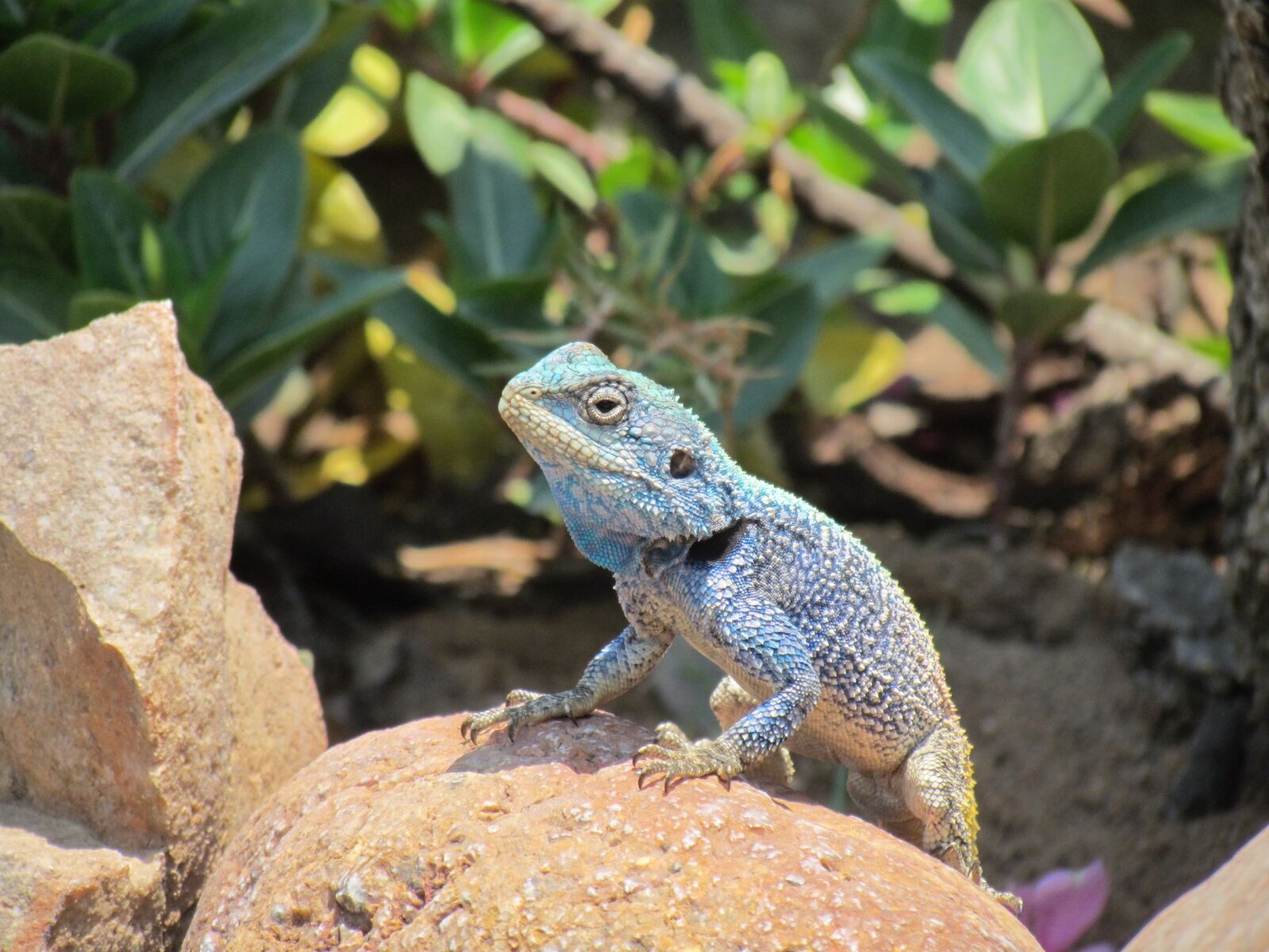 Canon PowerShot SX30 IS sample photo. Lizard, head, macro photography