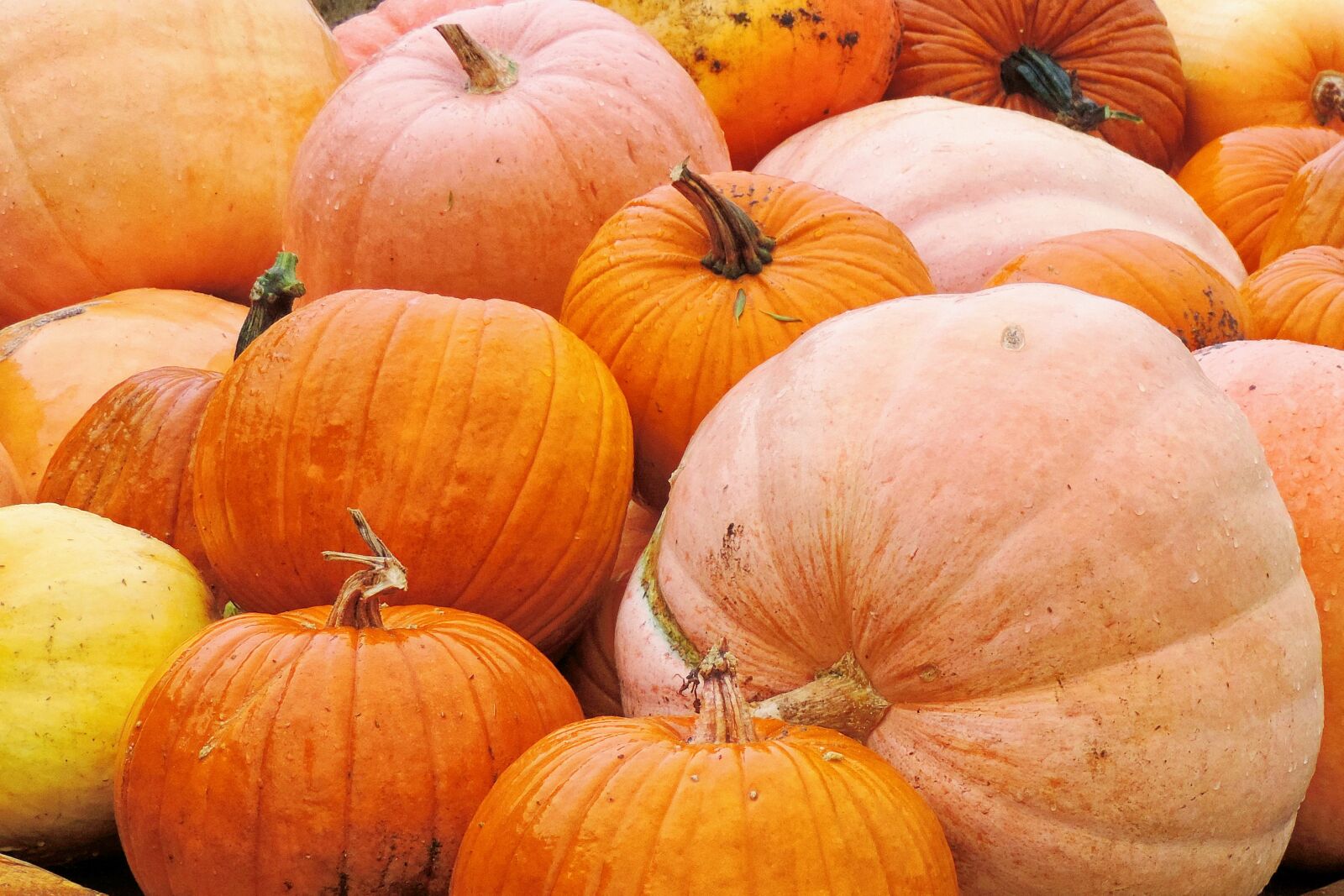 Nikon Coolpix P520 sample photo. Pumpkin, pumpkin harvest, vegetables photography