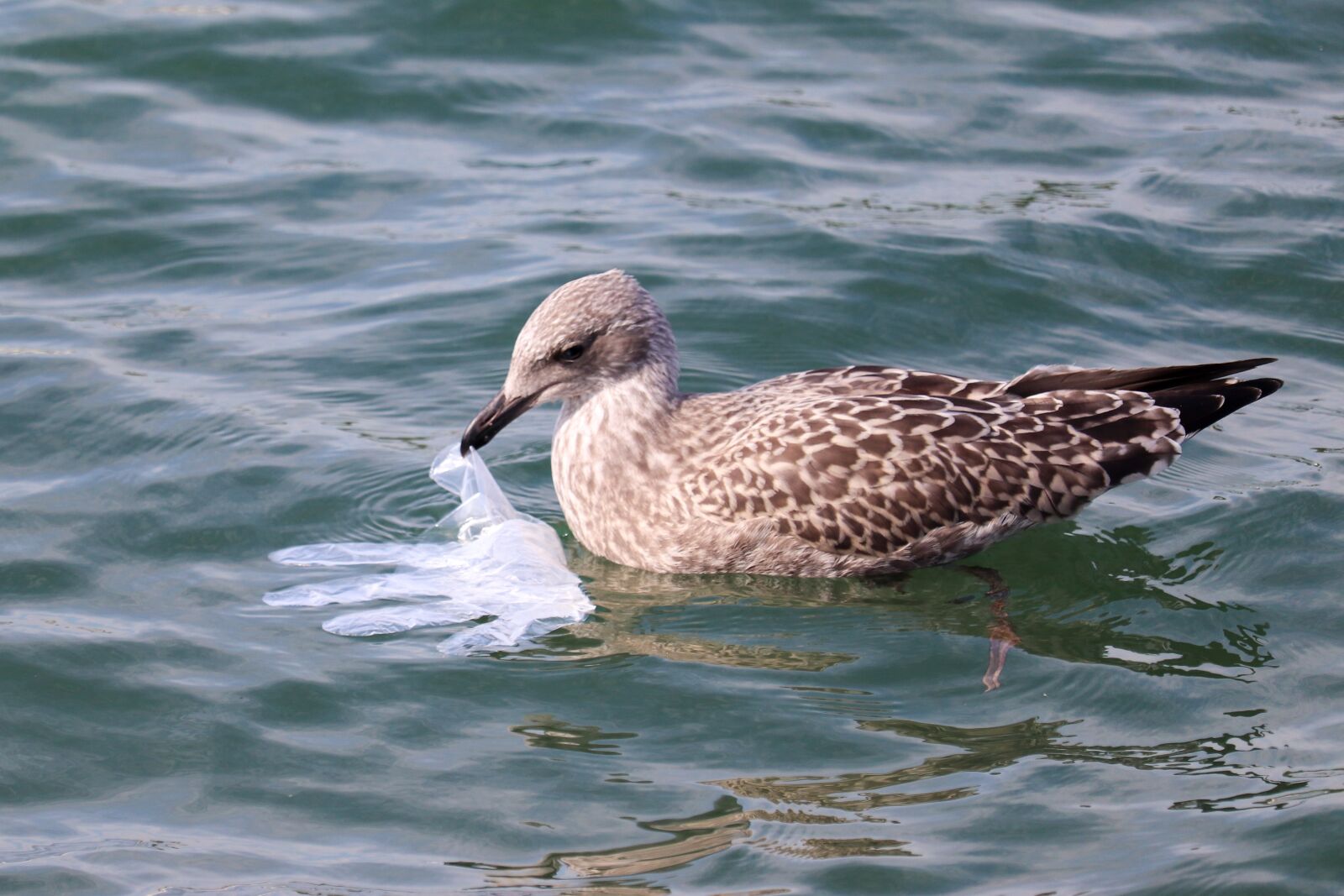 Canon EOS 800D (EOS Rebel T7i / EOS Kiss X9i) sample photo. Seagull, pollution, océan photography