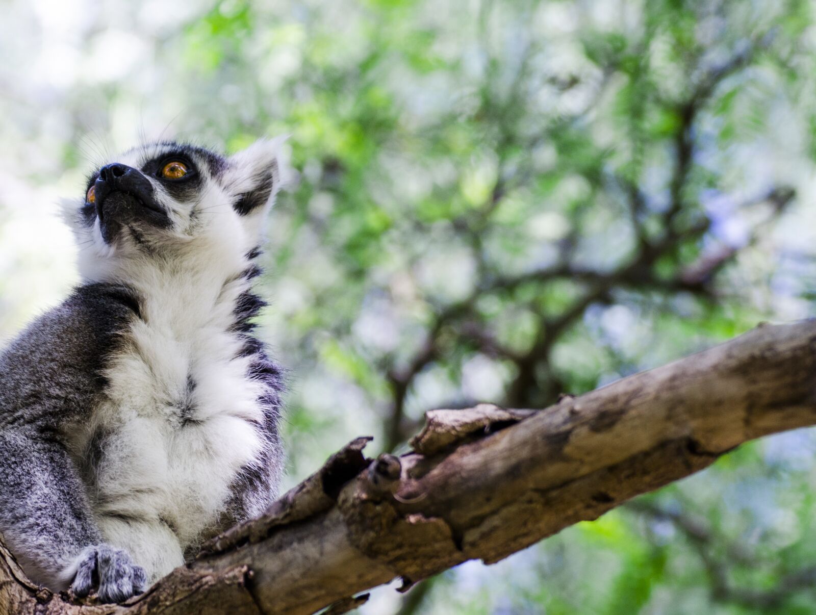 Nikon D7000 sample photo. Nature, madagascar, animals photography