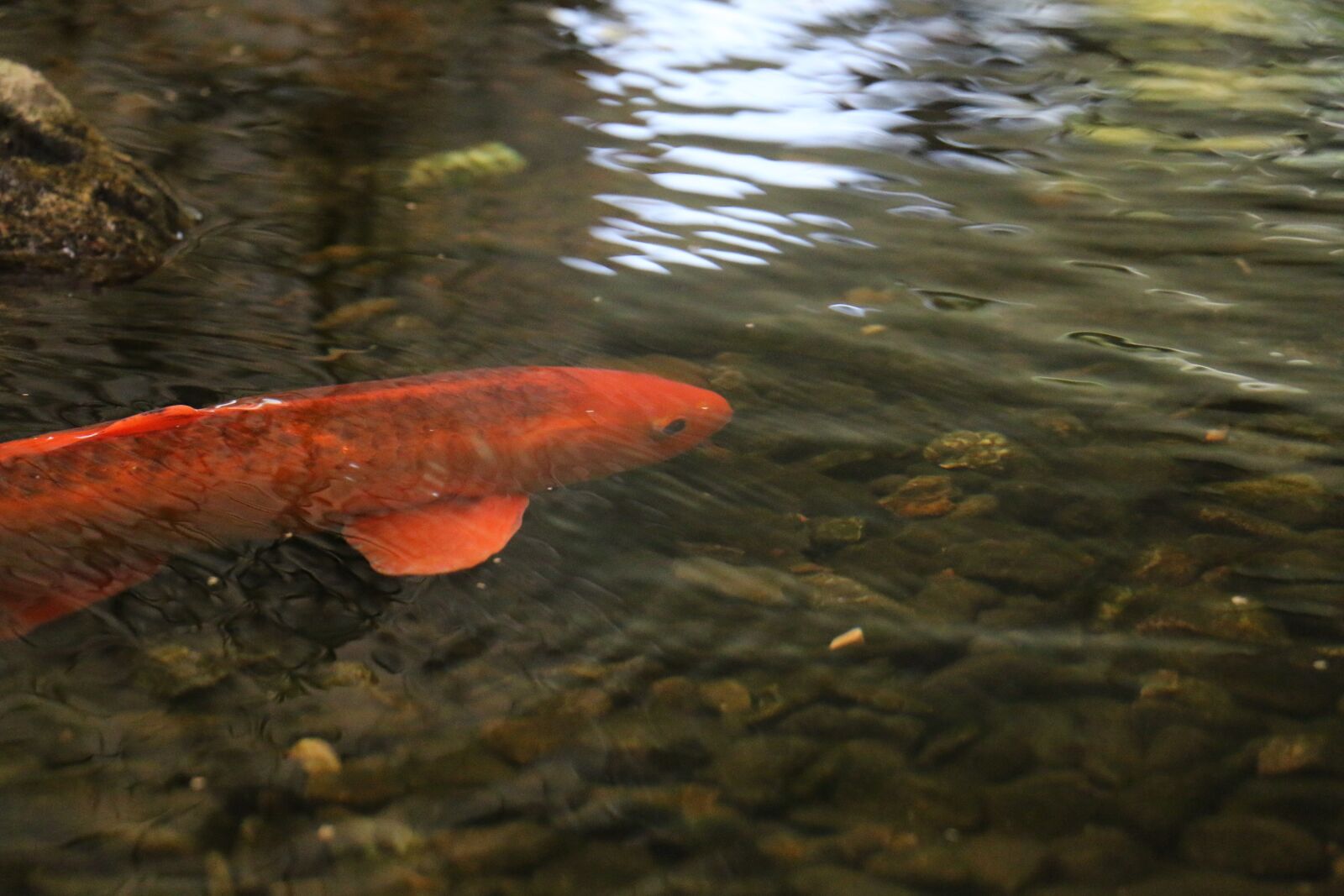 Canon EOS 70D sample photo. Goldfish, fish, freshwater fish photography