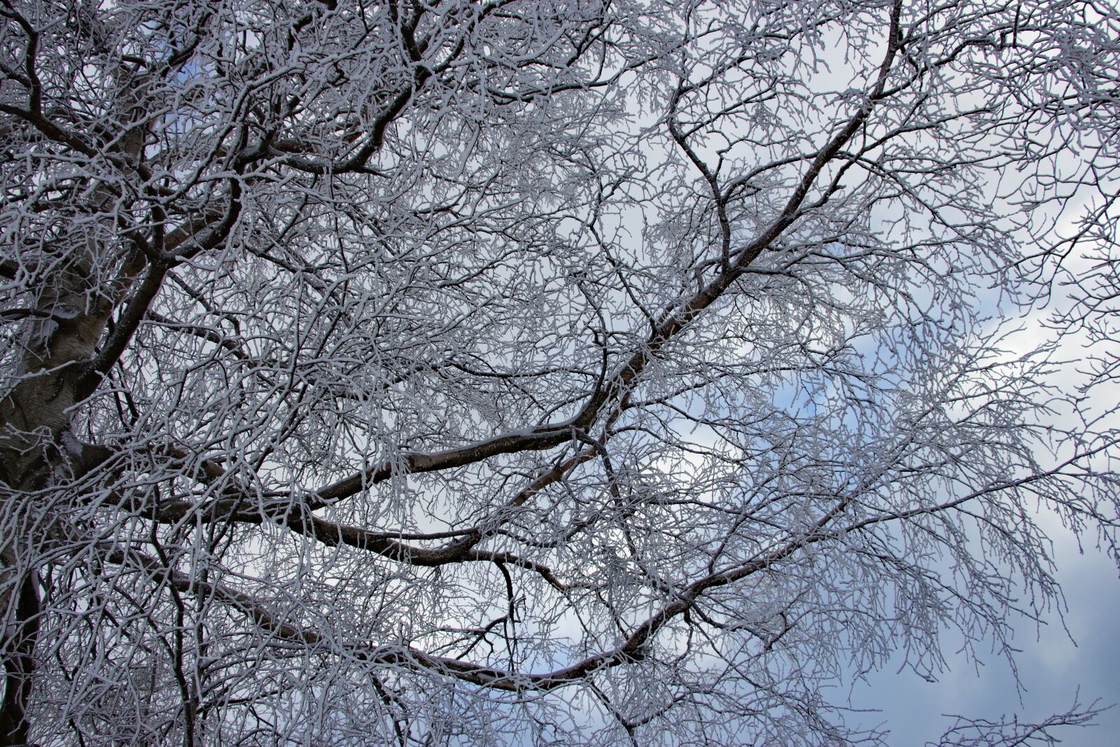 Canon EOS 700D (EOS Rebel T5i / EOS Kiss X7i) sample photo. Winter, tree, wintry photography