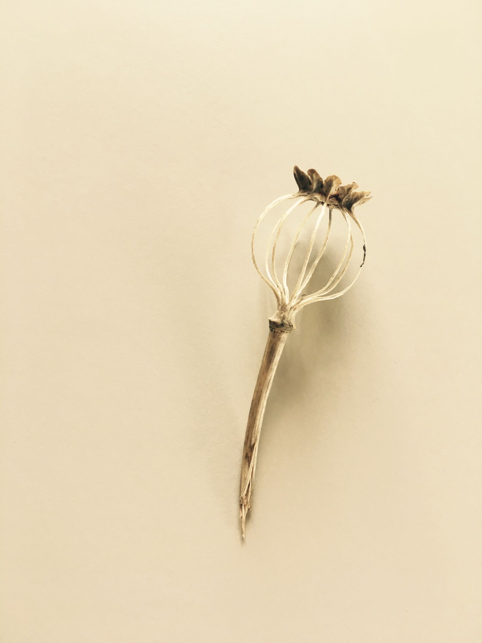 Apple iPhone 6s sample photo. Poppy, flower, seed photography