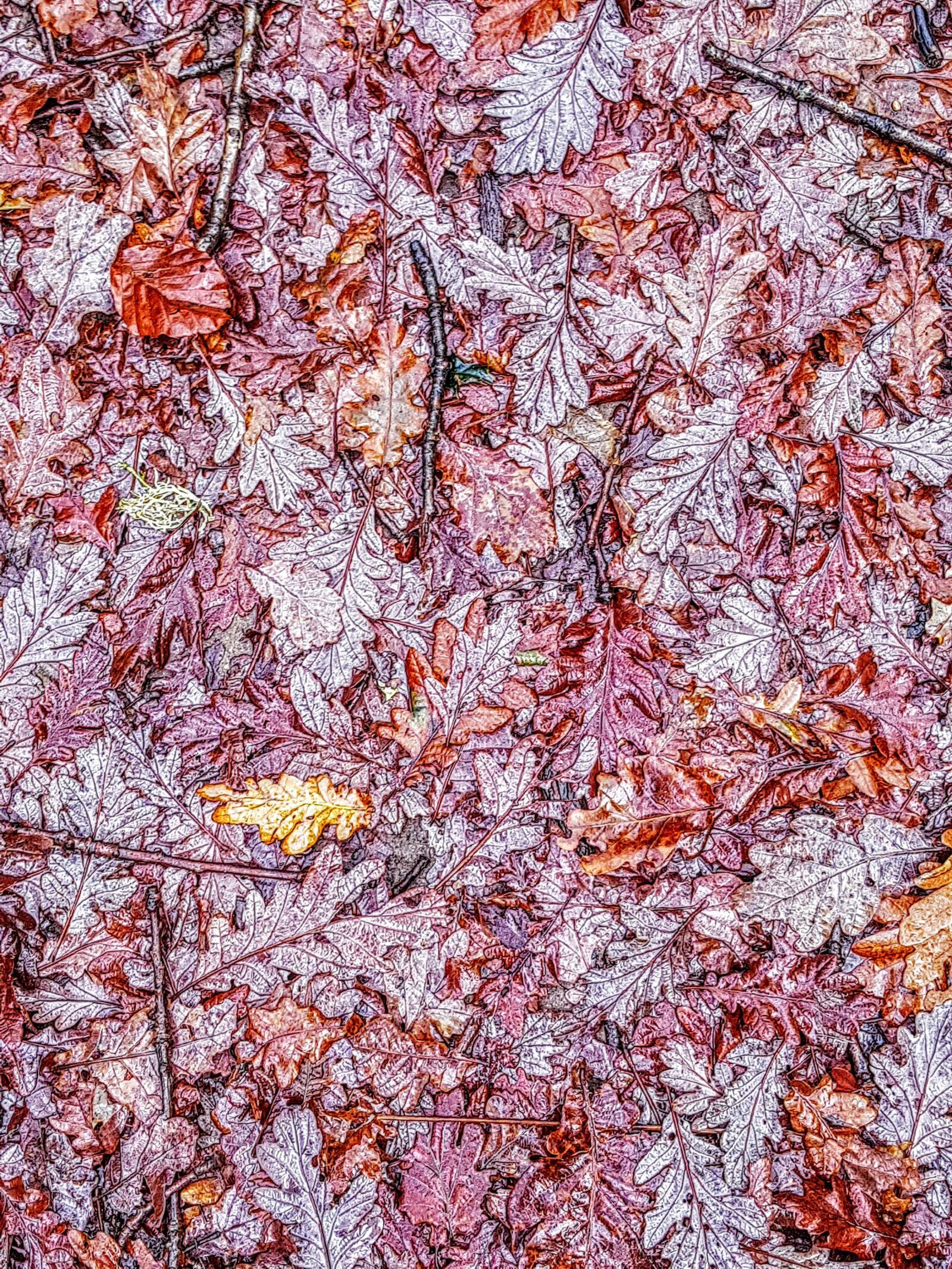 Samsung Galaxy S7 Edge sample photo. Fall, autumn, leaves photography