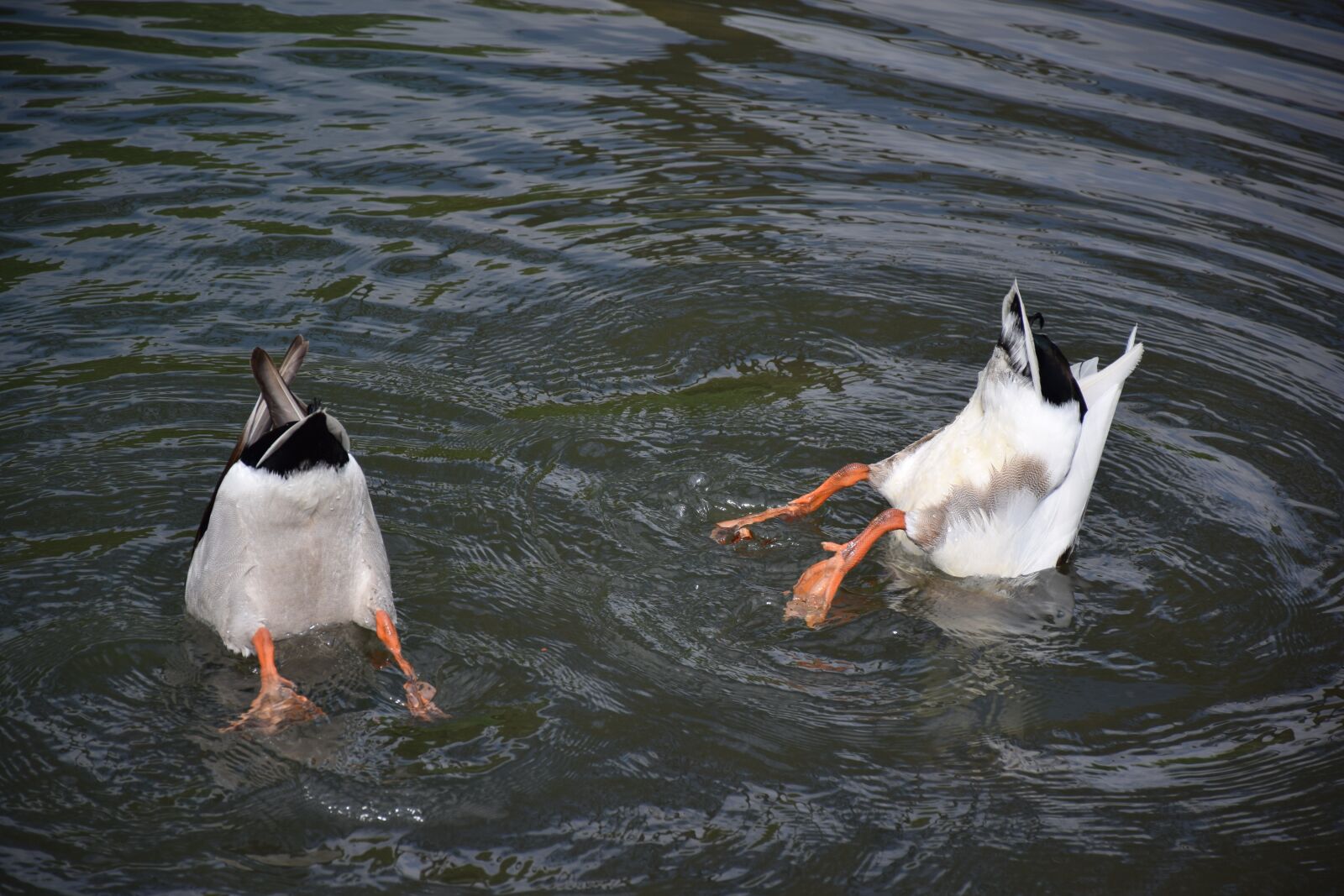 Nikon D5300 sample photo. Diving, duck, water photography