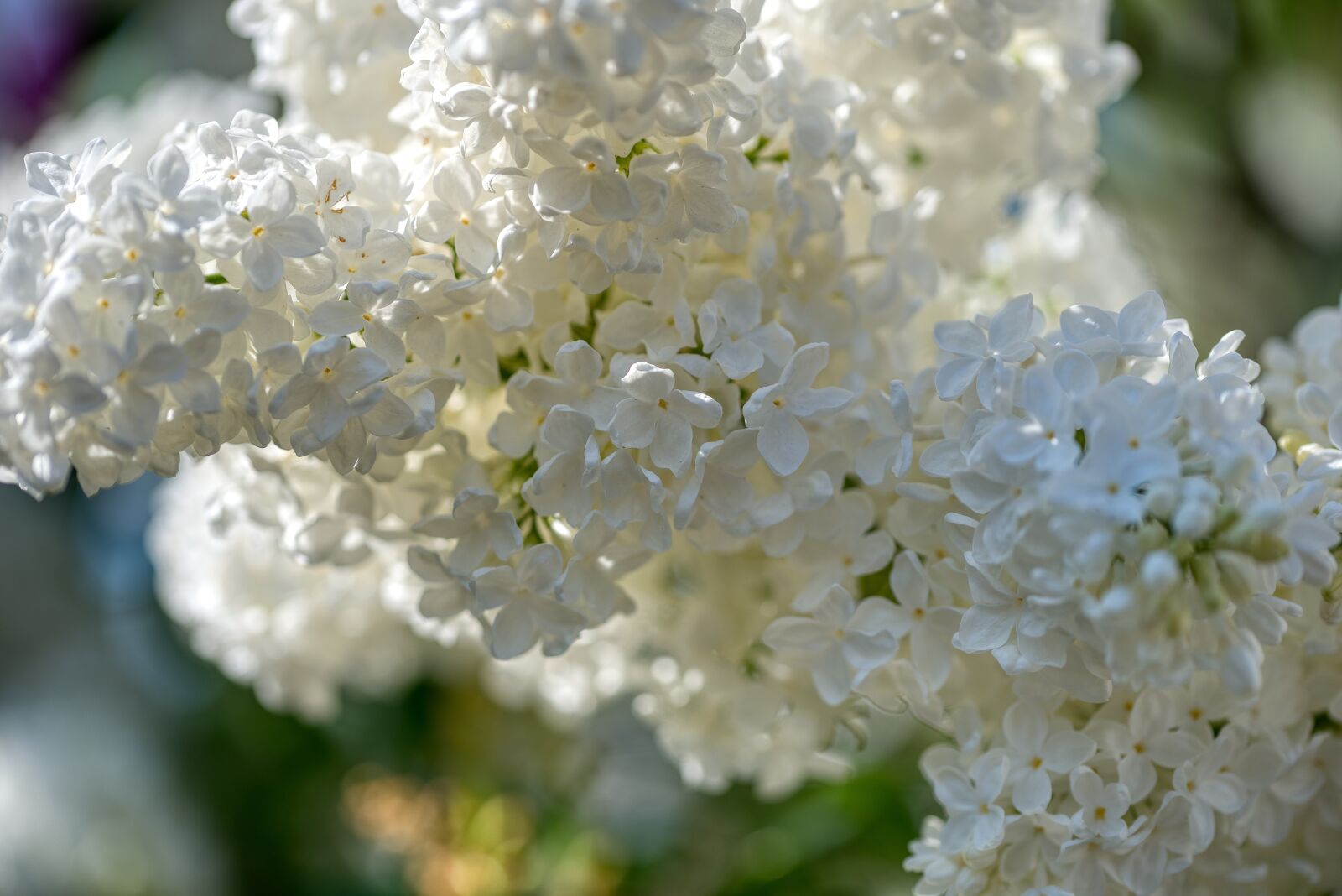 Nikon D750 sample photo. Lilac, olive crop, white photography