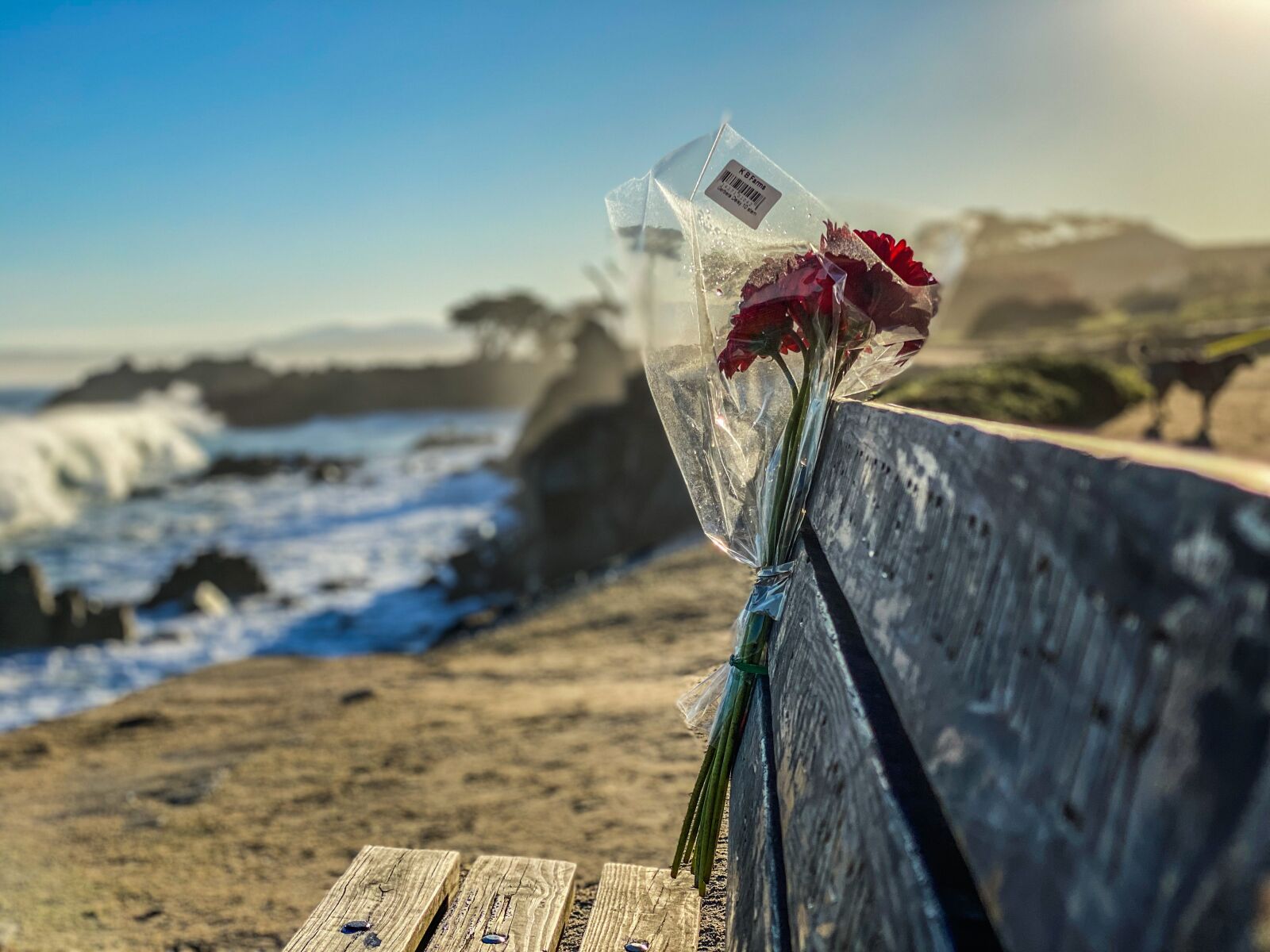 iPhone 11 Pro back dual camera 6mm f/2 sample photo. Flowers, ocean, bench photography