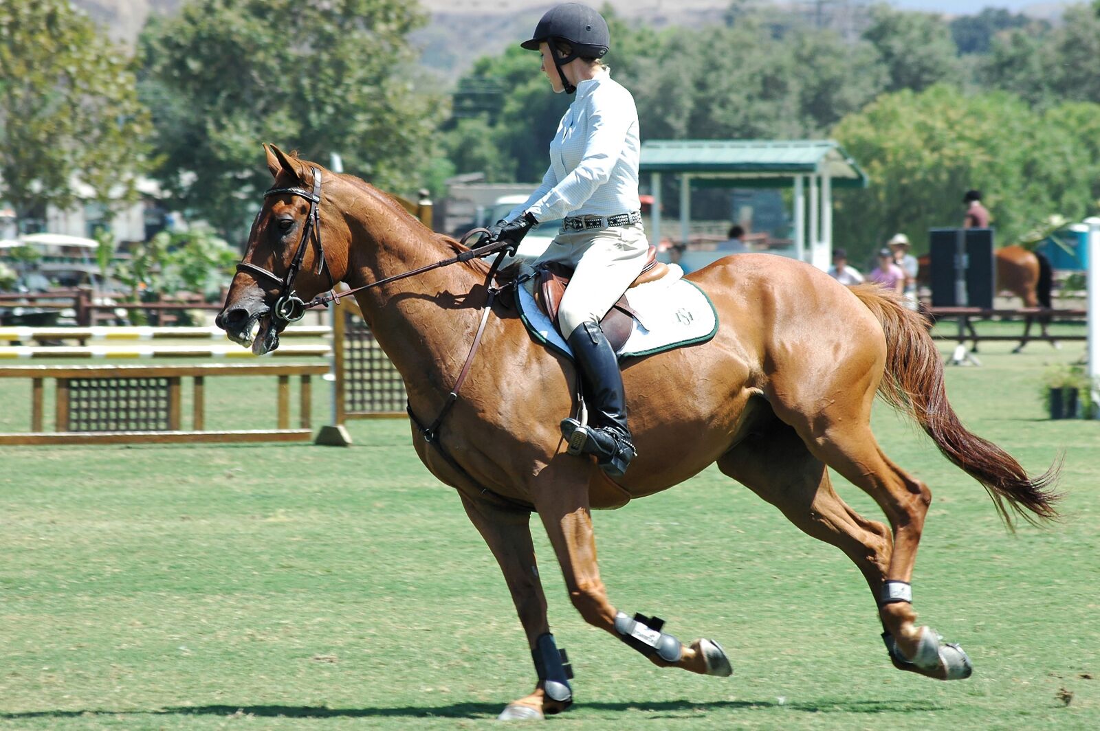 Nikon D70s sample photo. Horse, horses, equestrian photography