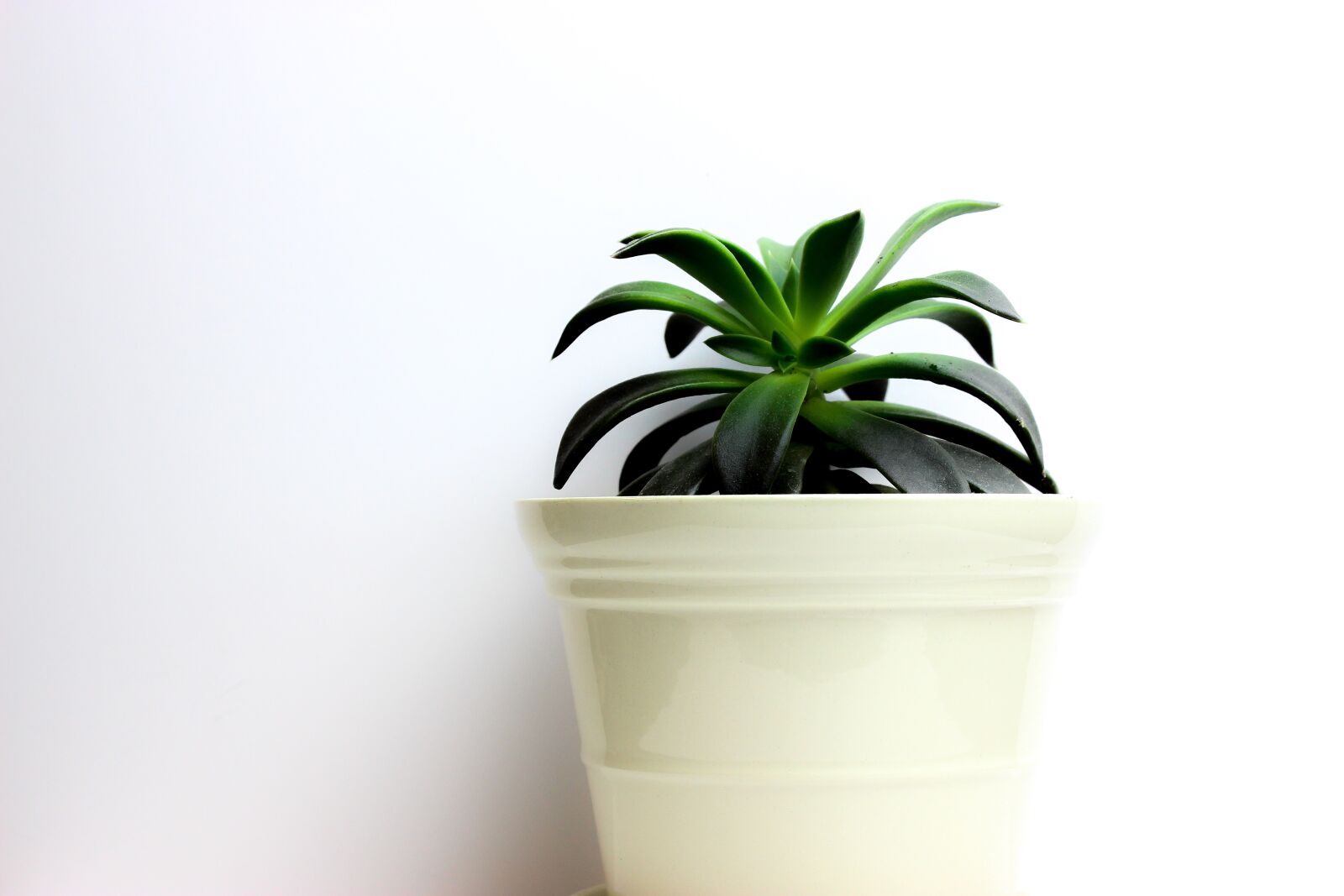 Canon EOS 600D (Rebel EOS T3i / EOS Kiss X5) sample photo. Plant, green, cactus photography