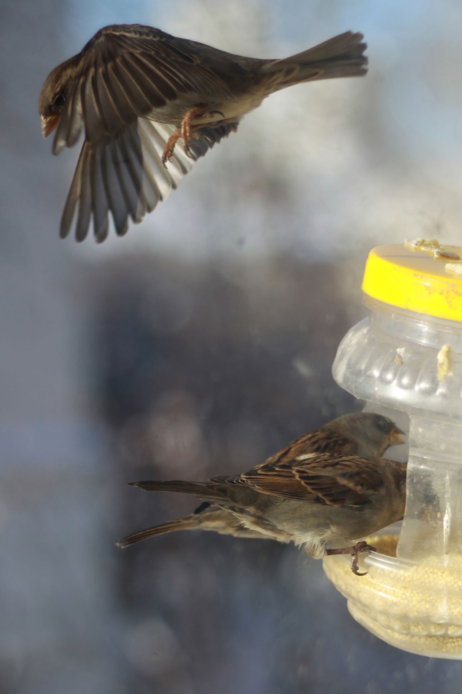 Canon EOS 50D sample photo. Sparrows, winter, russia photography
