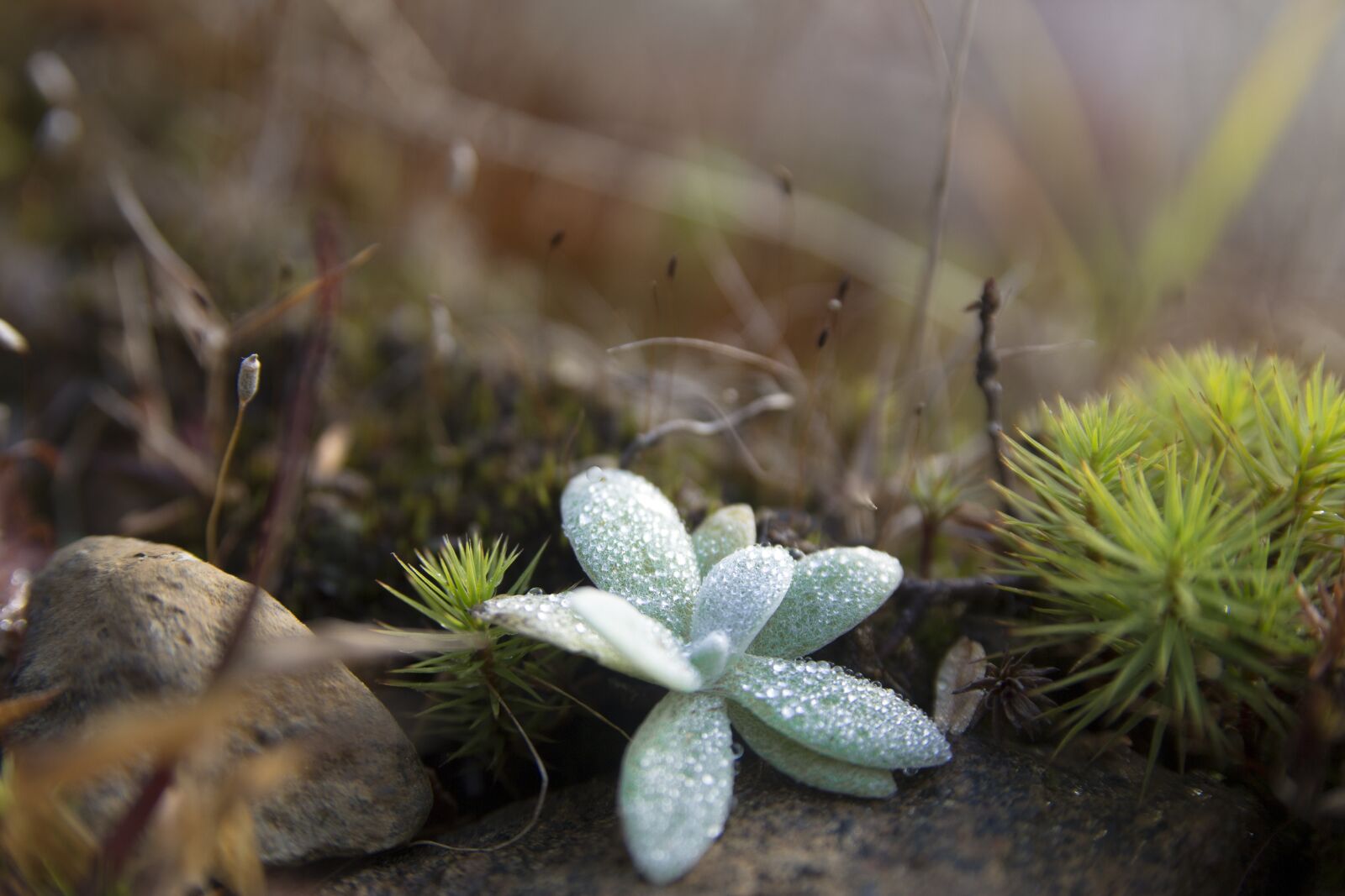 Canon EOS 700D (EOS Rebel T5i / EOS Kiss X7i) sample photo. Forest, star, nature photography