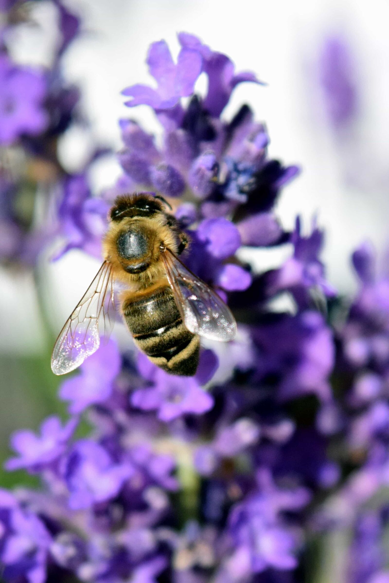 Nikon D3300 sample photo. Pollen, nature, bee, honeybee photography