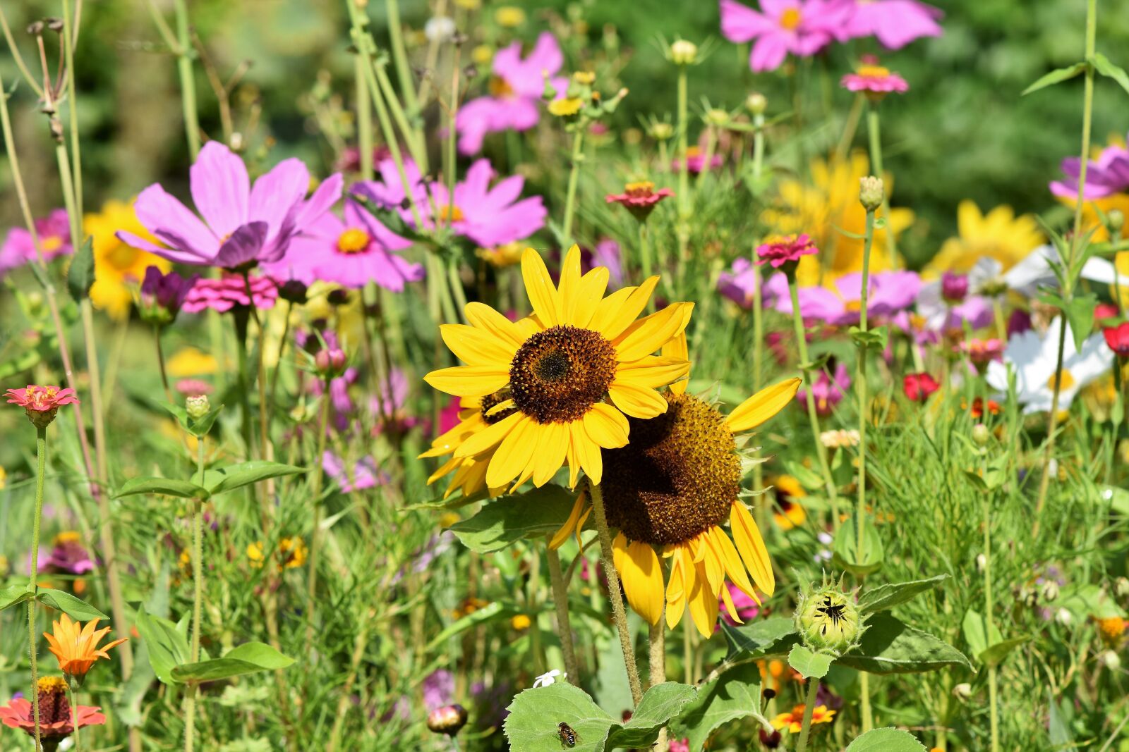 Nikon D7200 sample photo. Sunflower, flower meadow, flowers photography