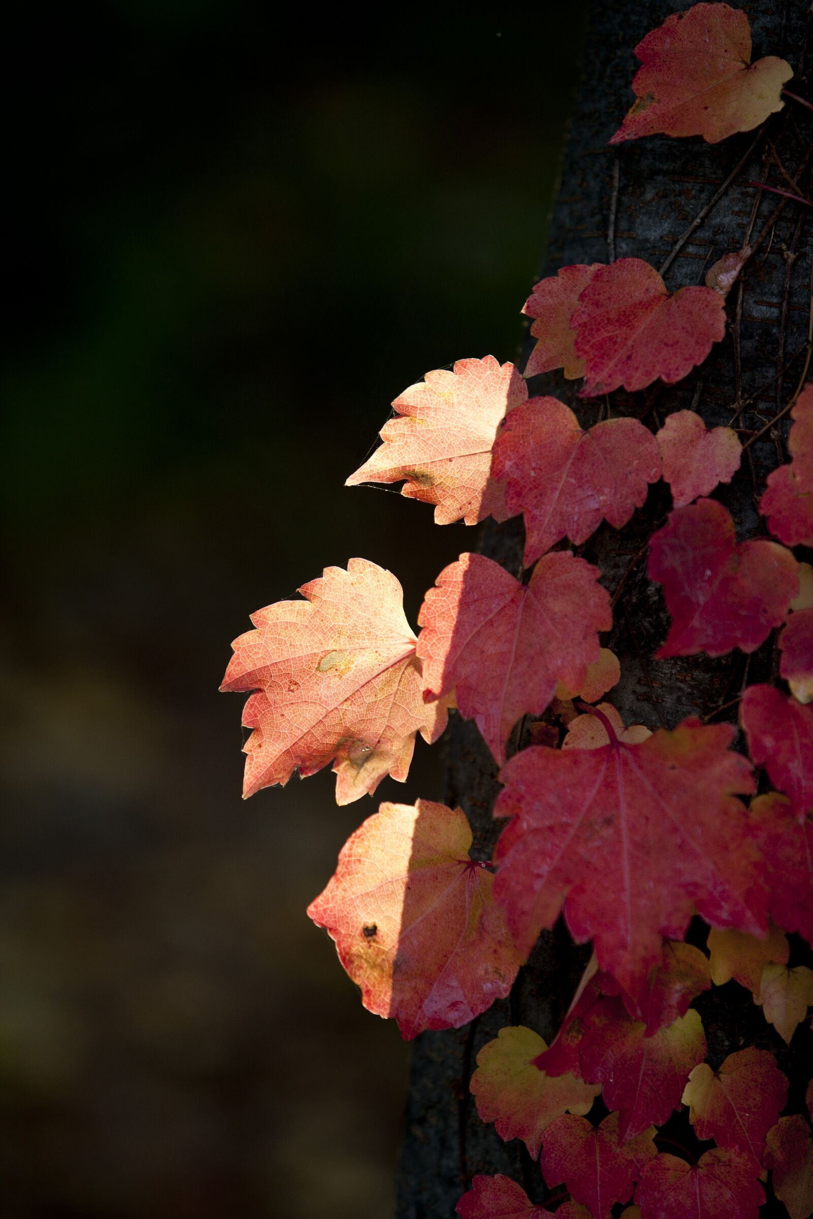 Canon EOS 5D sample photo. Autumn leaves, autumn, red photography
