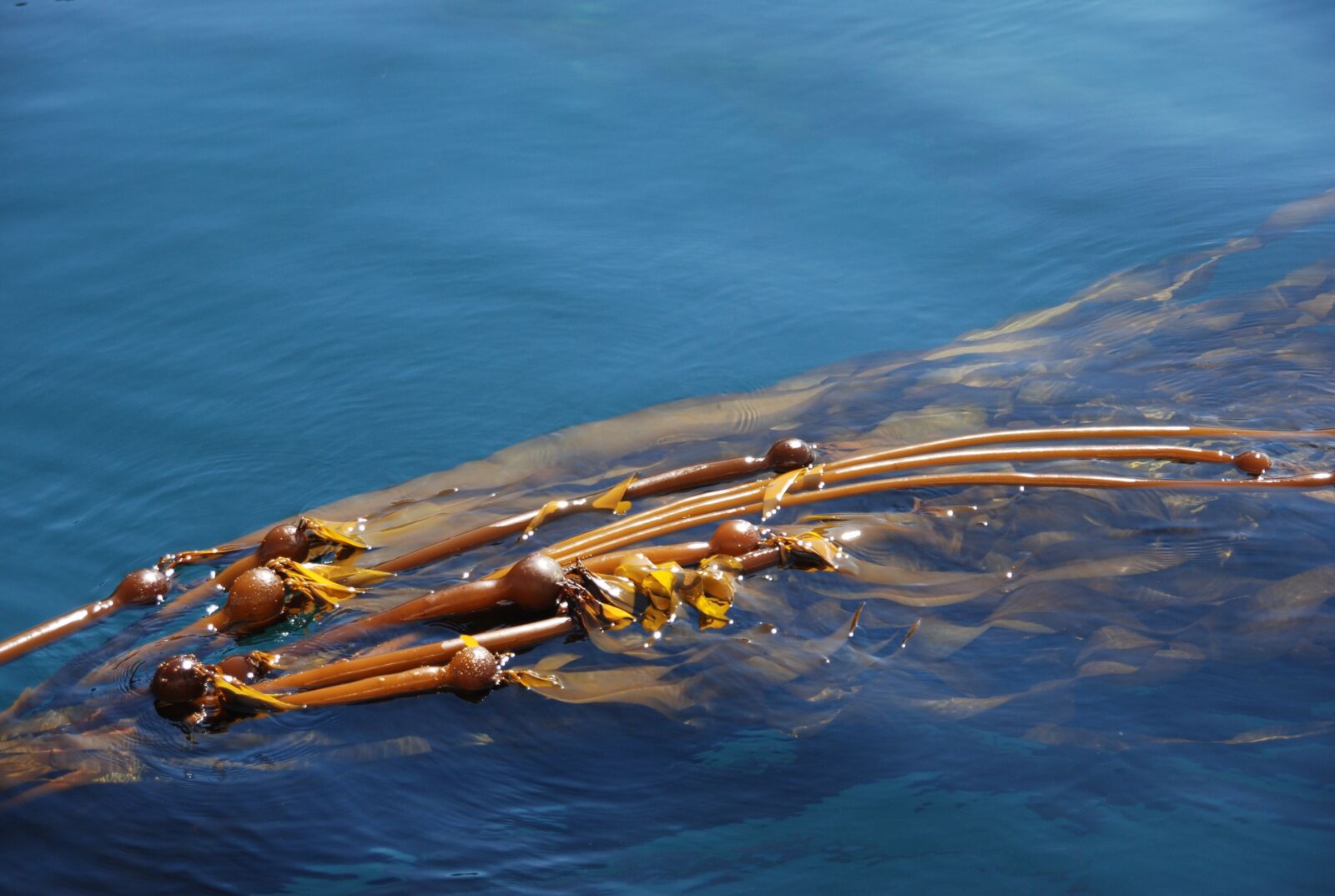 Nikon D80 sample photo. Water, plant, kelp photography
