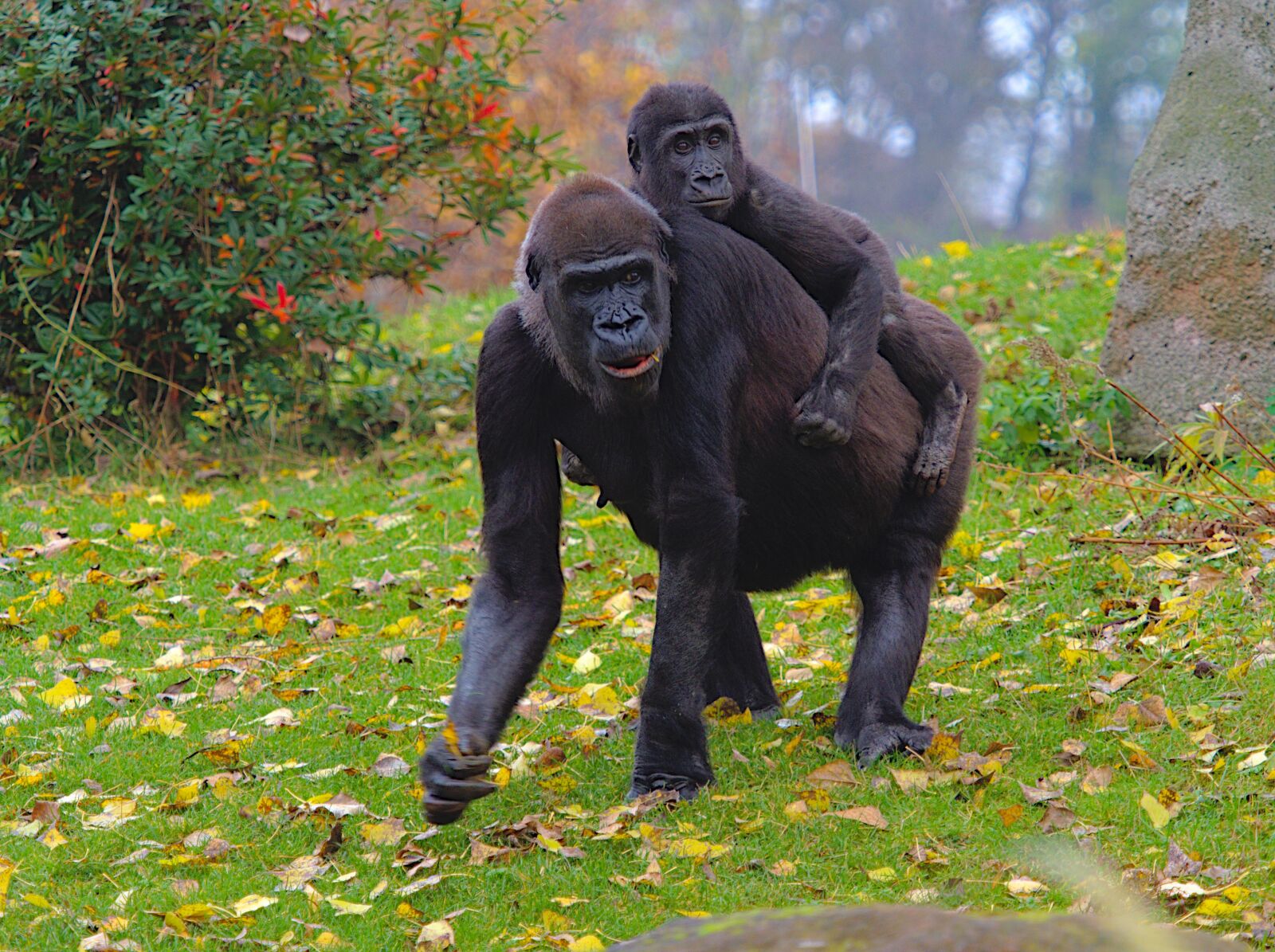 Olympus OM-D E-M1 Mark II sample photo. Gorilla, animal, monkey photography