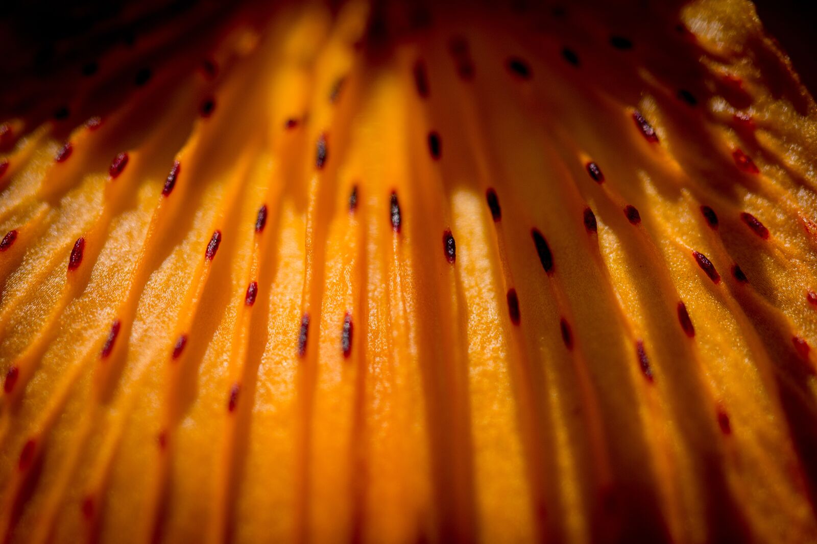 Nikon D7100 sample photo. Fire-lily, lilium bulbiferum, bl photography