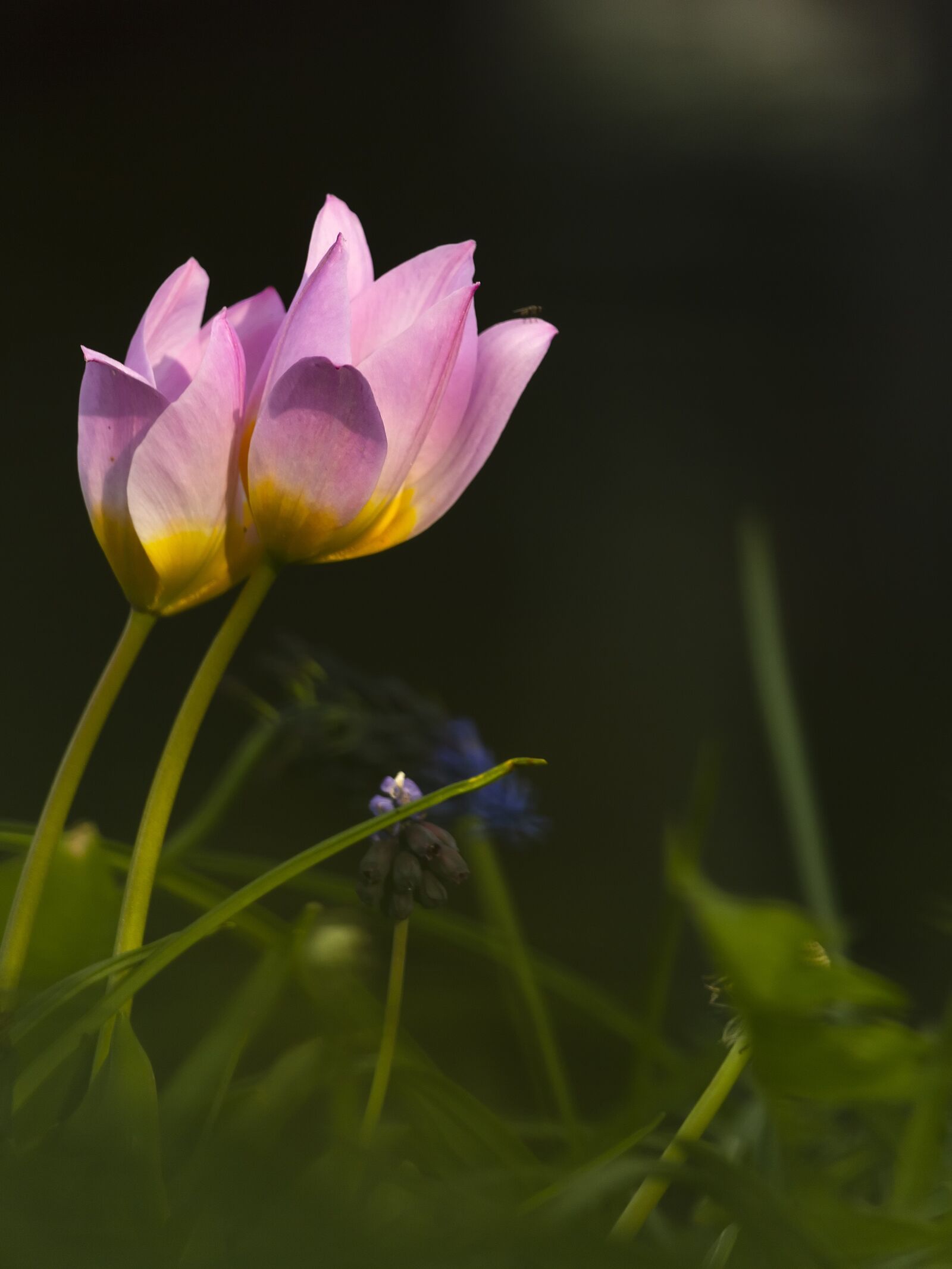 Canon EF-S 55-250mm F4-5.6 IS STM sample photo. Flower, poetry, two photography