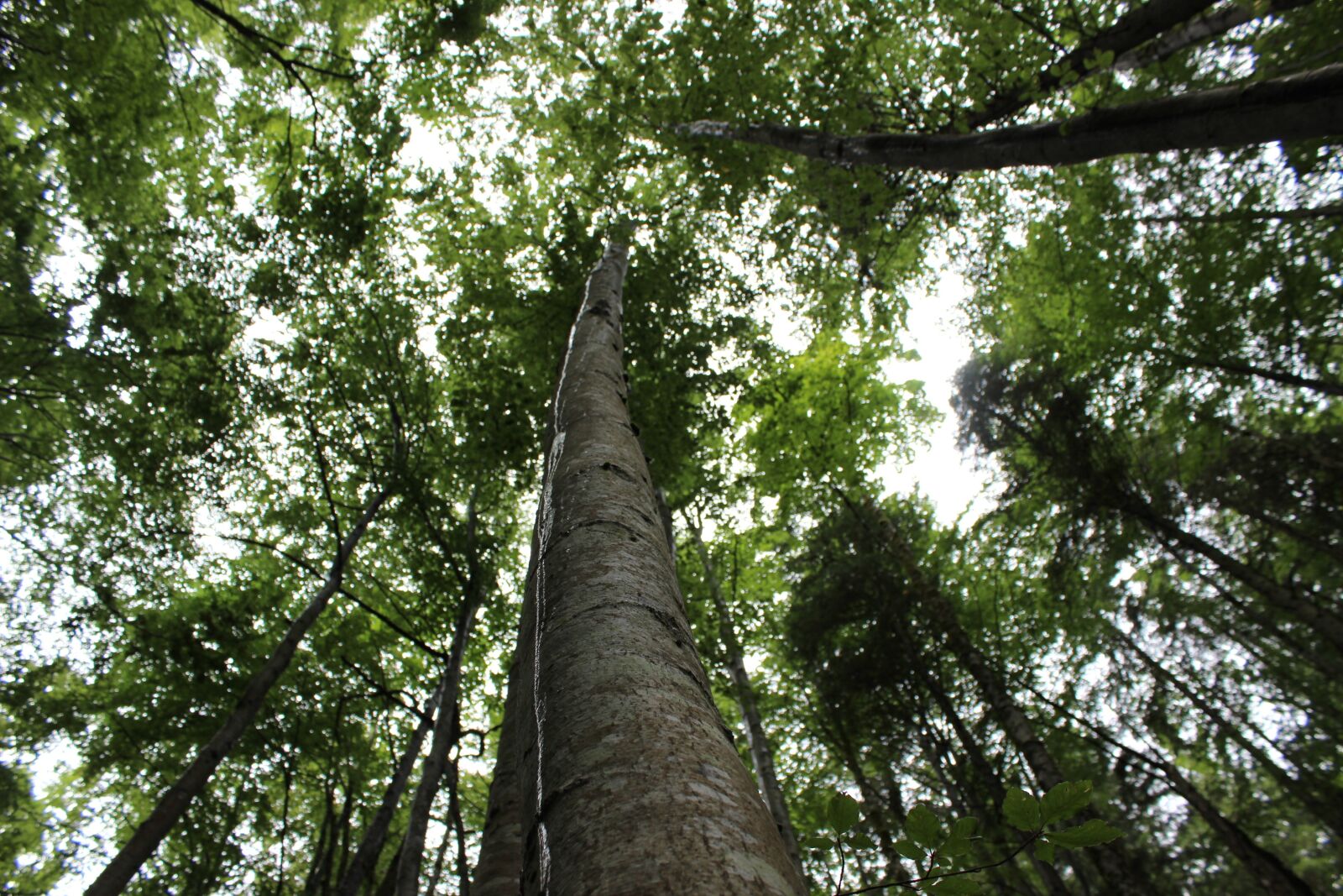Canon EOS 600D (Rebel EOS T3i / EOS Kiss X5) sample photo. Tree, crown, log photography