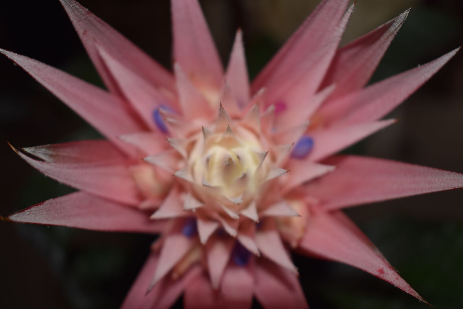 Nikon D3300 sample photo. Flower, macro, pink photography