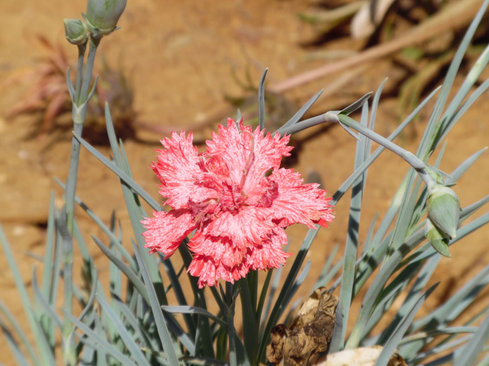 Samsung WB1100F/WB1101F/WB1102F sample photo