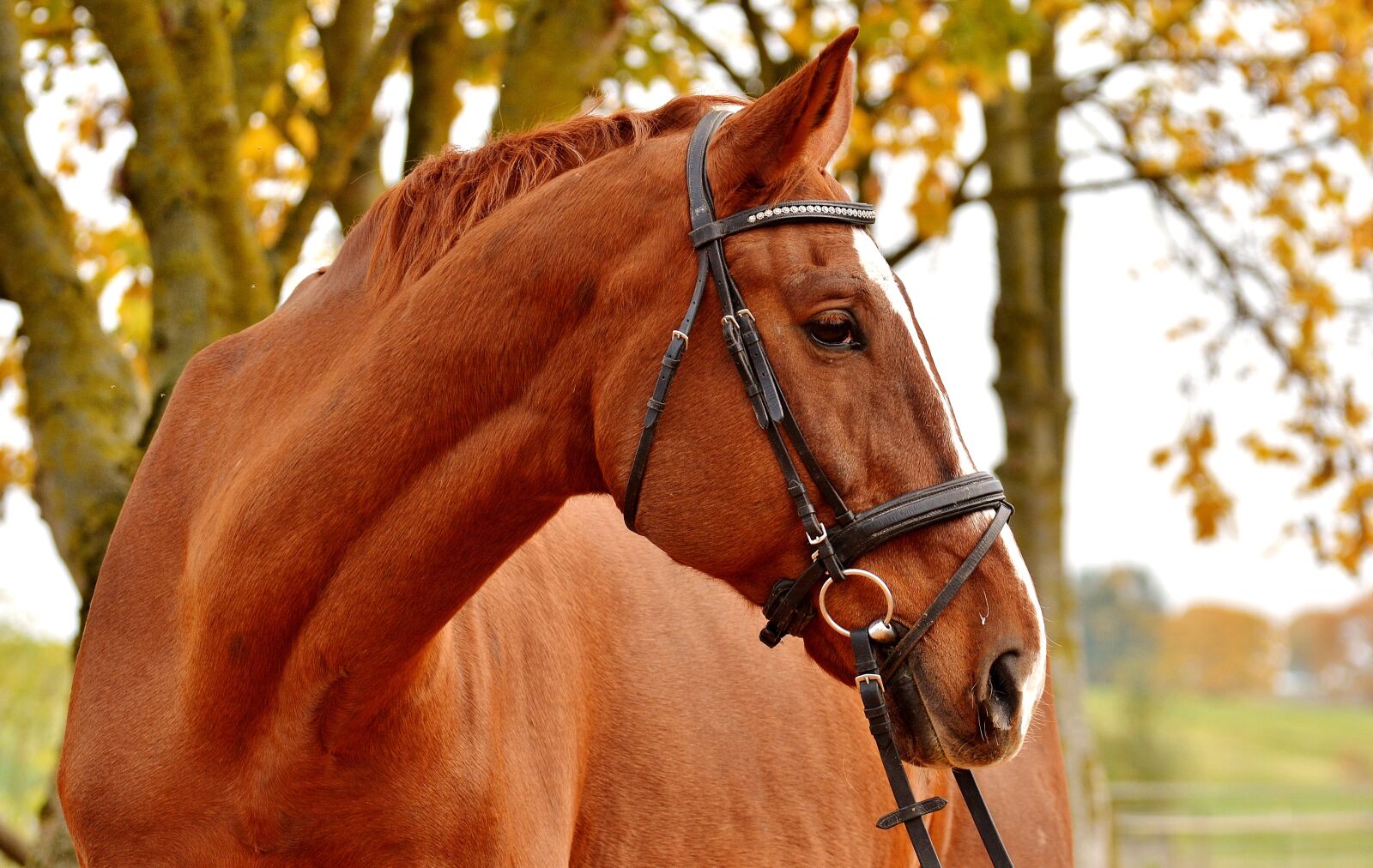Nikon D3200 sample photo. Horse, brown, animal photography