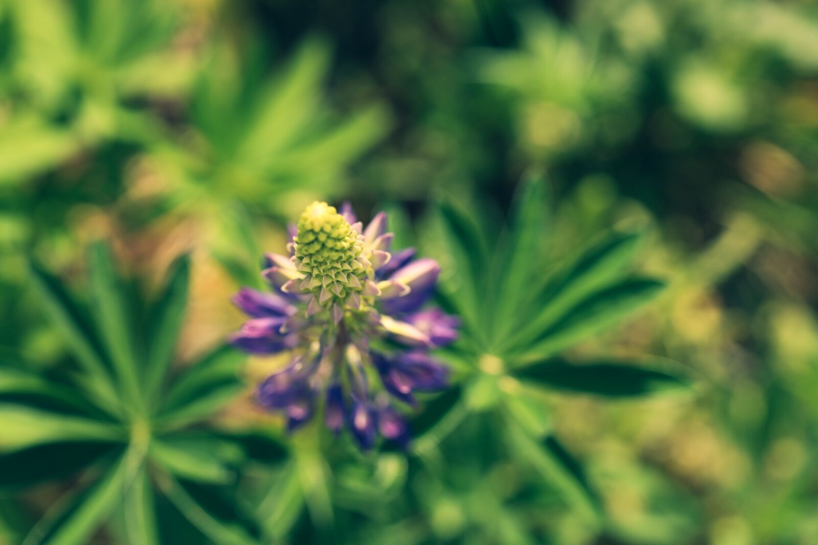 Canon EOS R + Canon EF 100mm F2.8L Macro IS USM sample photo. Lupin, flower, nature photography