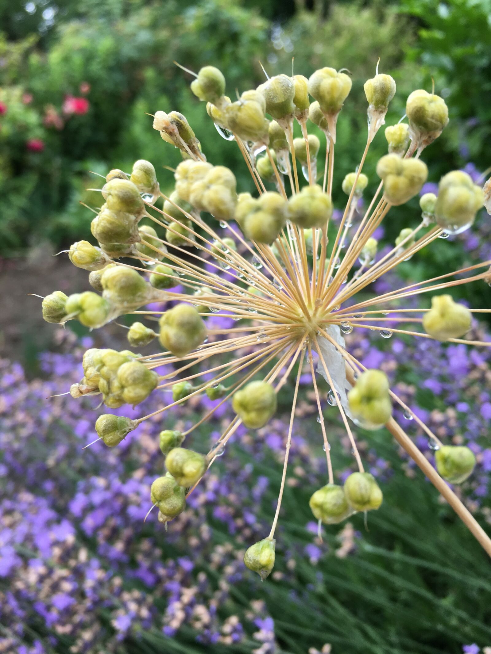 Apple iPhone 6s Plus sample photo. Garden, flower, purple photography