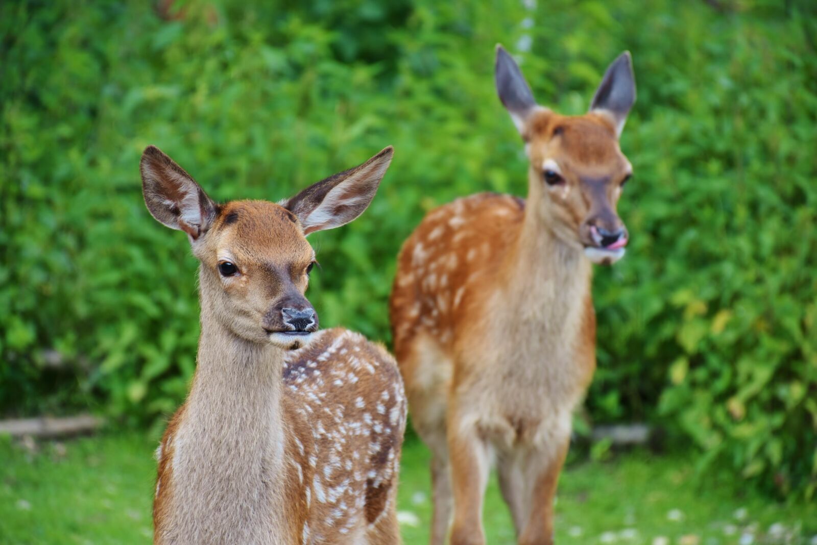Nikon D7200 sample photo. Roe deer, kitz, wild photography