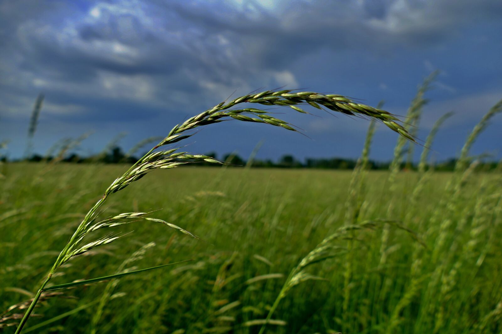 Panasonic Lumix DMC-FZ1000 sample photo. Meadow, grass, sky photography