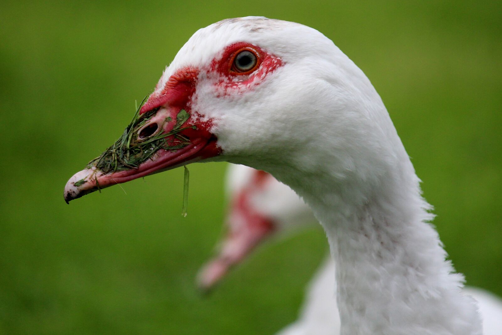 Canon EF-S 55-250mm F4-5.6 IS STM sample photo. Duck, white, beak red photography