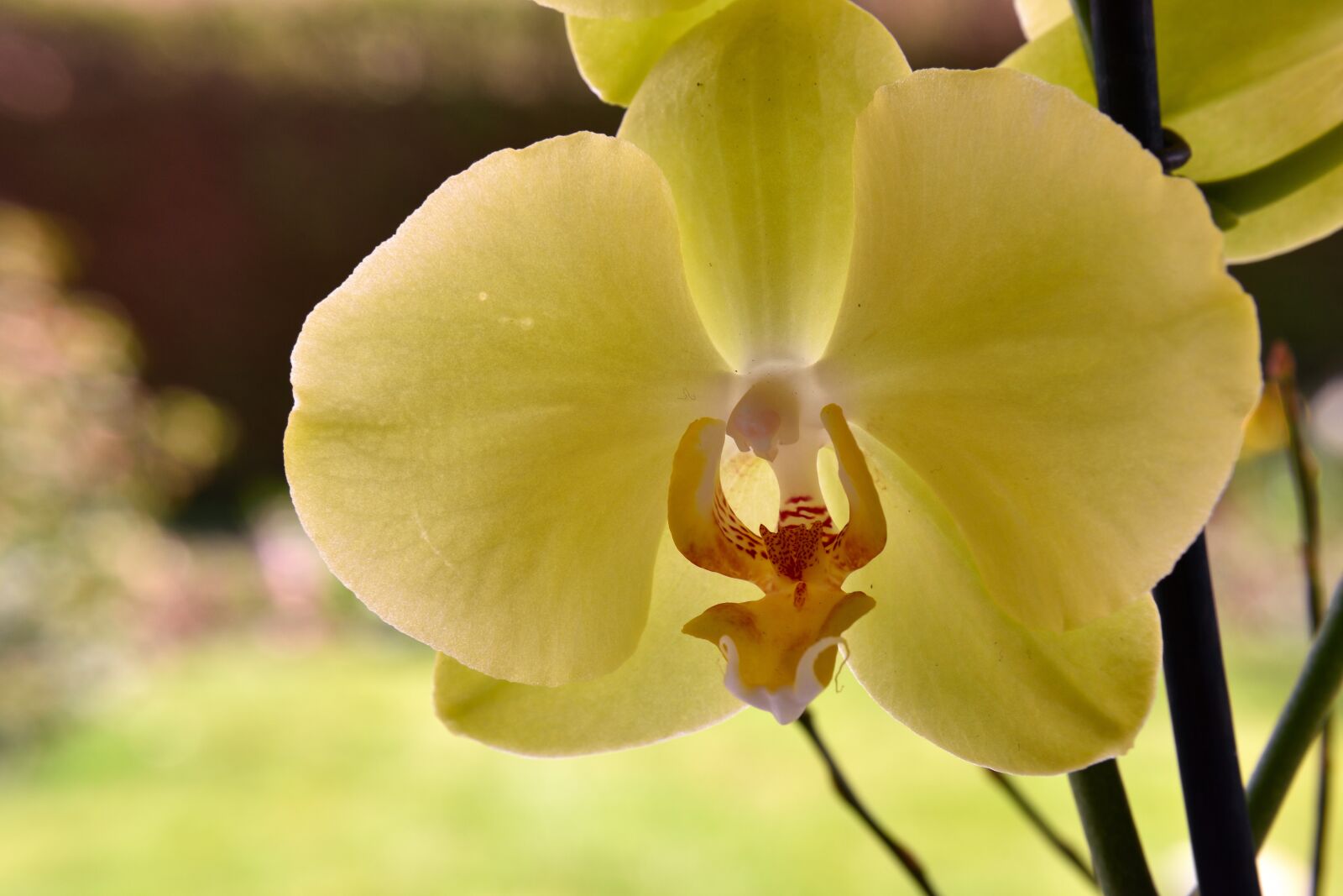 Nikon D5500 sample photo. Orchid, blossom, bloom photography