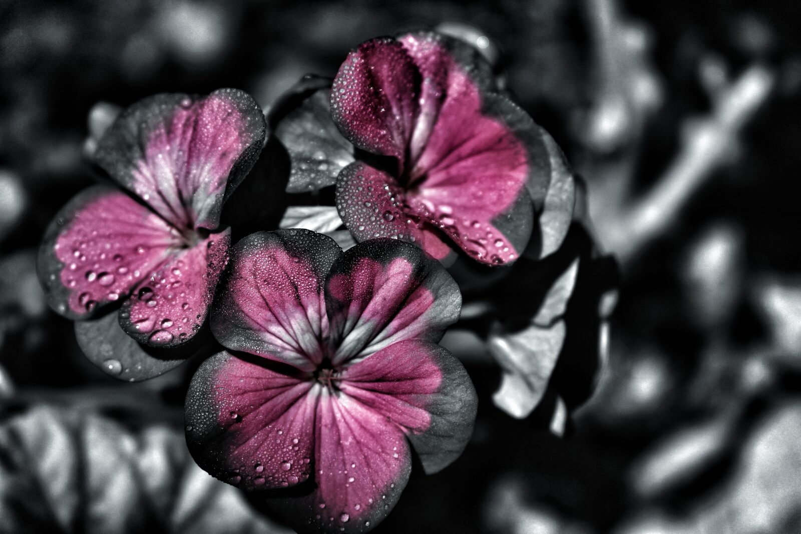Canon EOS 750D (EOS Rebel T6i / EOS Kiss X8i) sample photo. Flower, natural, vietnam photography
