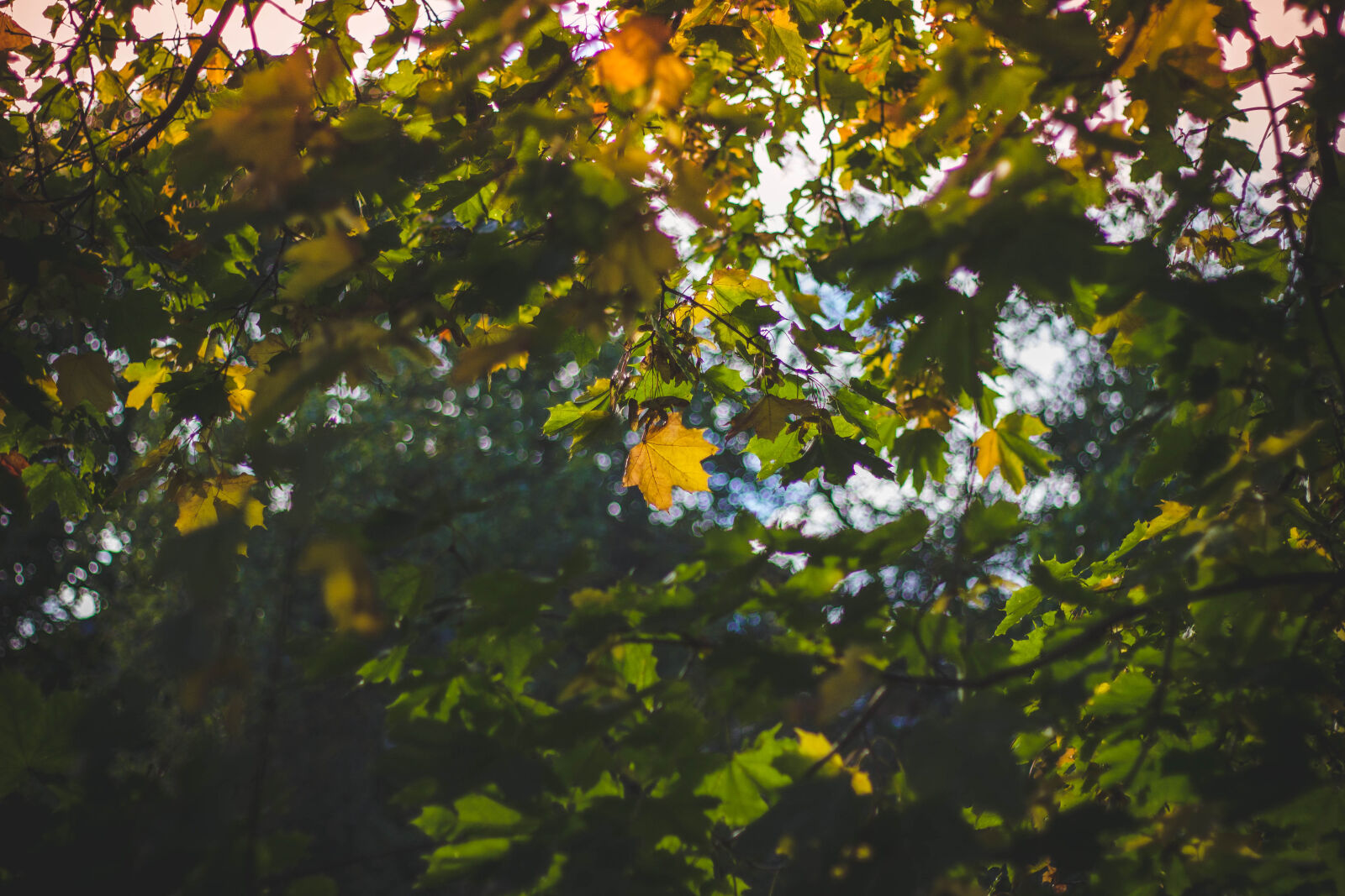 Canon EOS 600D (Rebel EOS T3i / EOS Kiss X5) + Canon EF 50mm F1.8 II sample photo. Autumn, leaves, blurry, branches photography