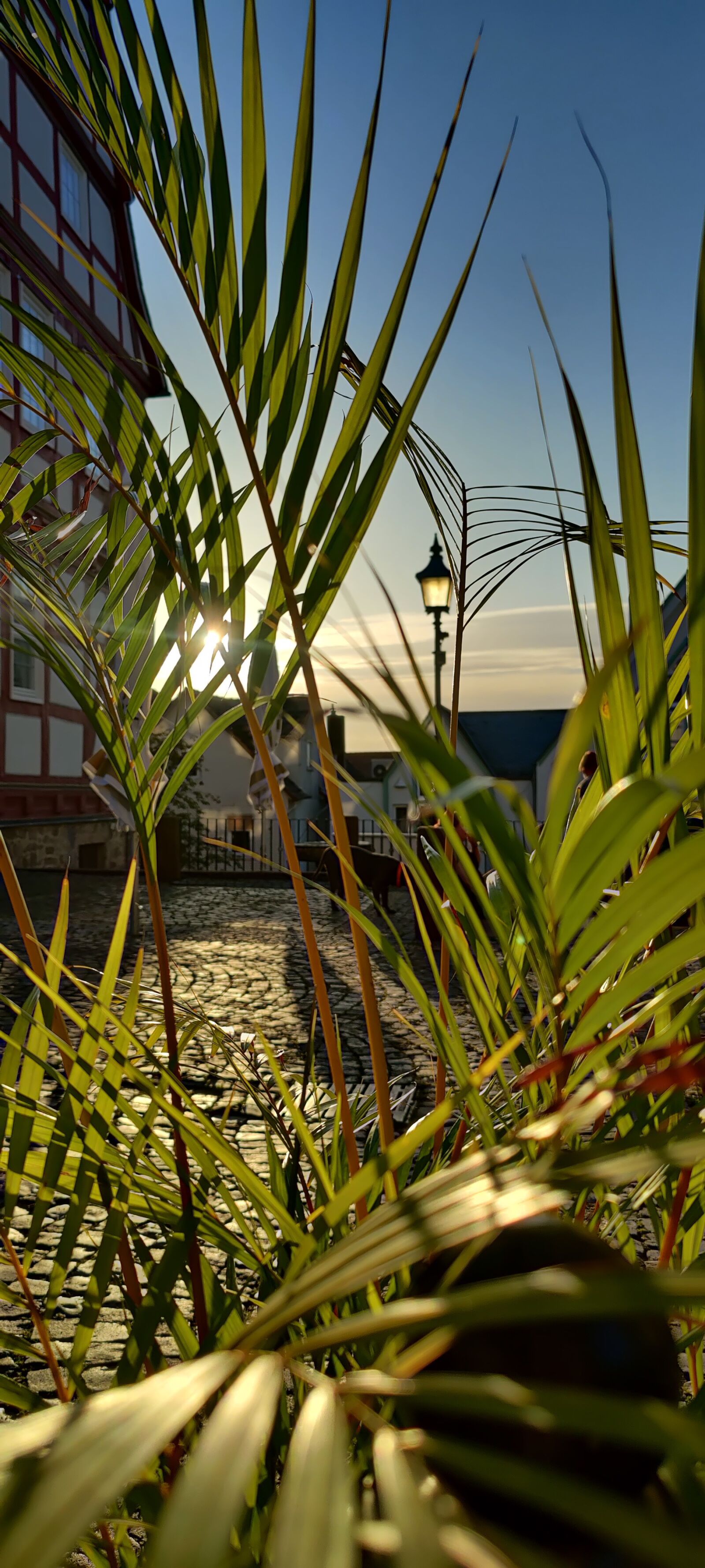 OnePlus IN2023 sample photo. Nature, palms, sundown photography