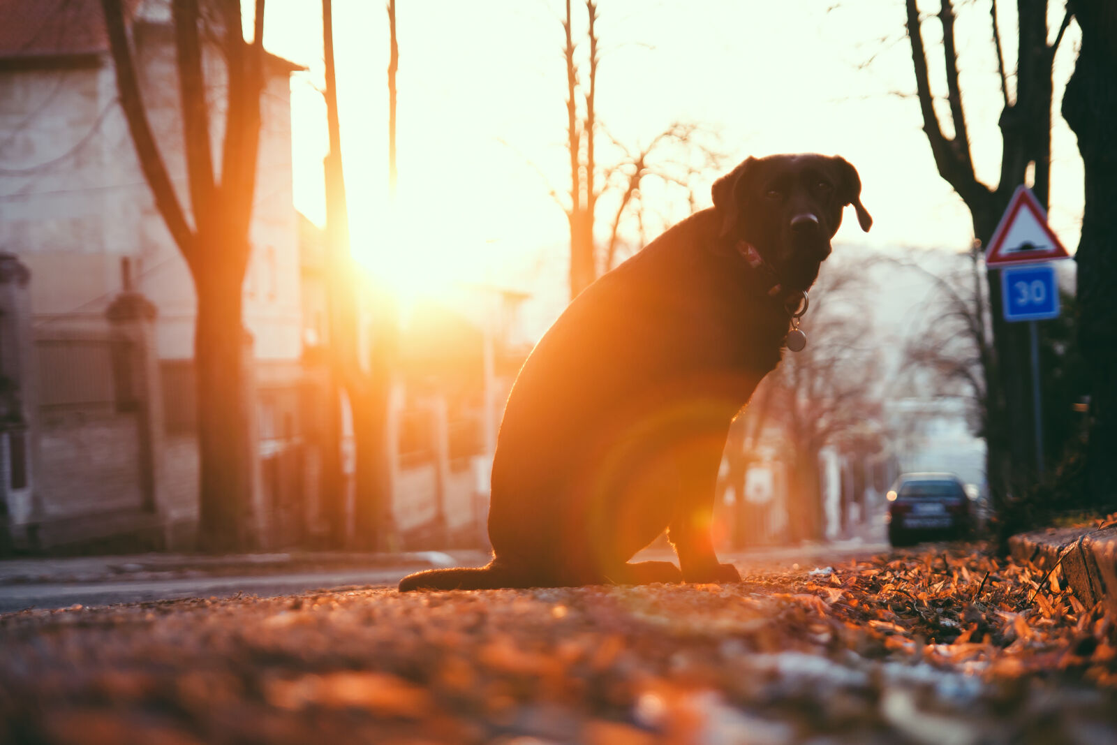 Canon EOS 40D + Tamron SP AF 17-50mm F2.8 XR Di II LD Aspherical (IF) sample photo. Dog, by, the, tree photography