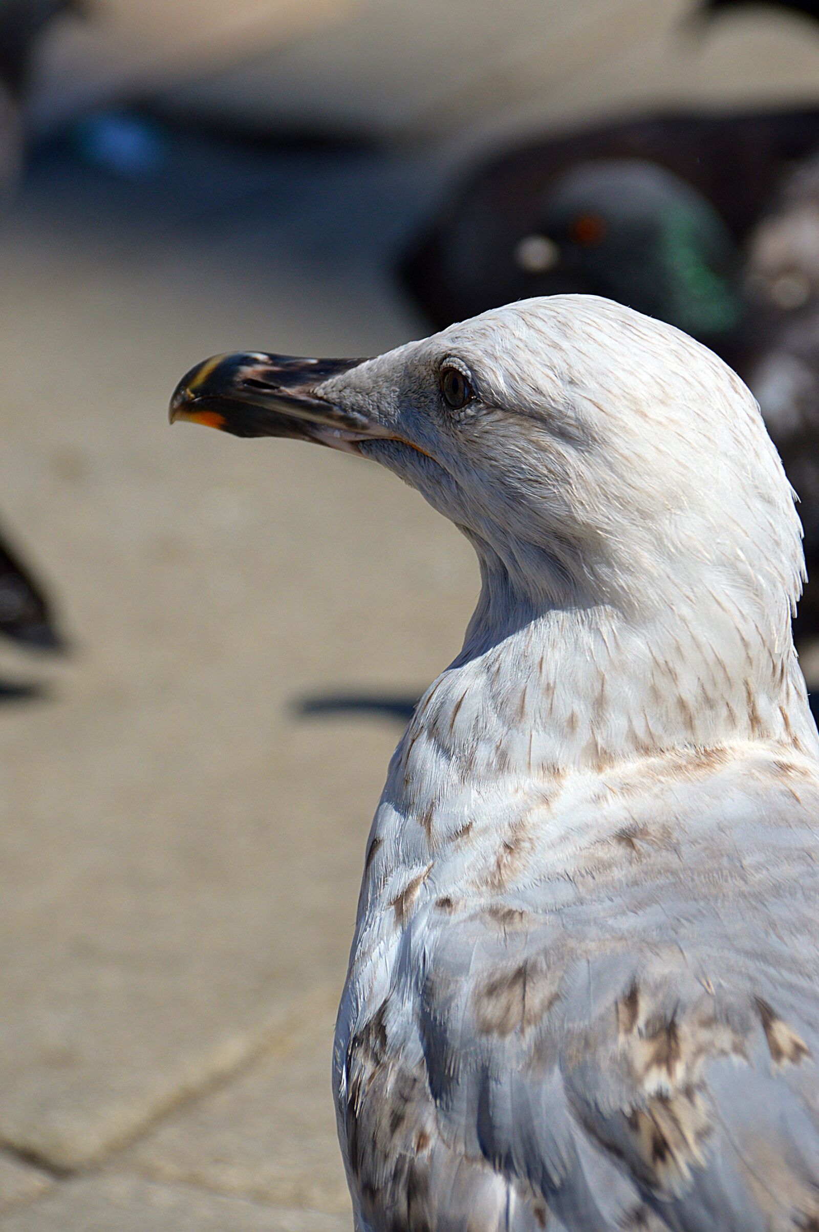 Nikon D3200 sample photo. Seagull, bird, water bird photography
